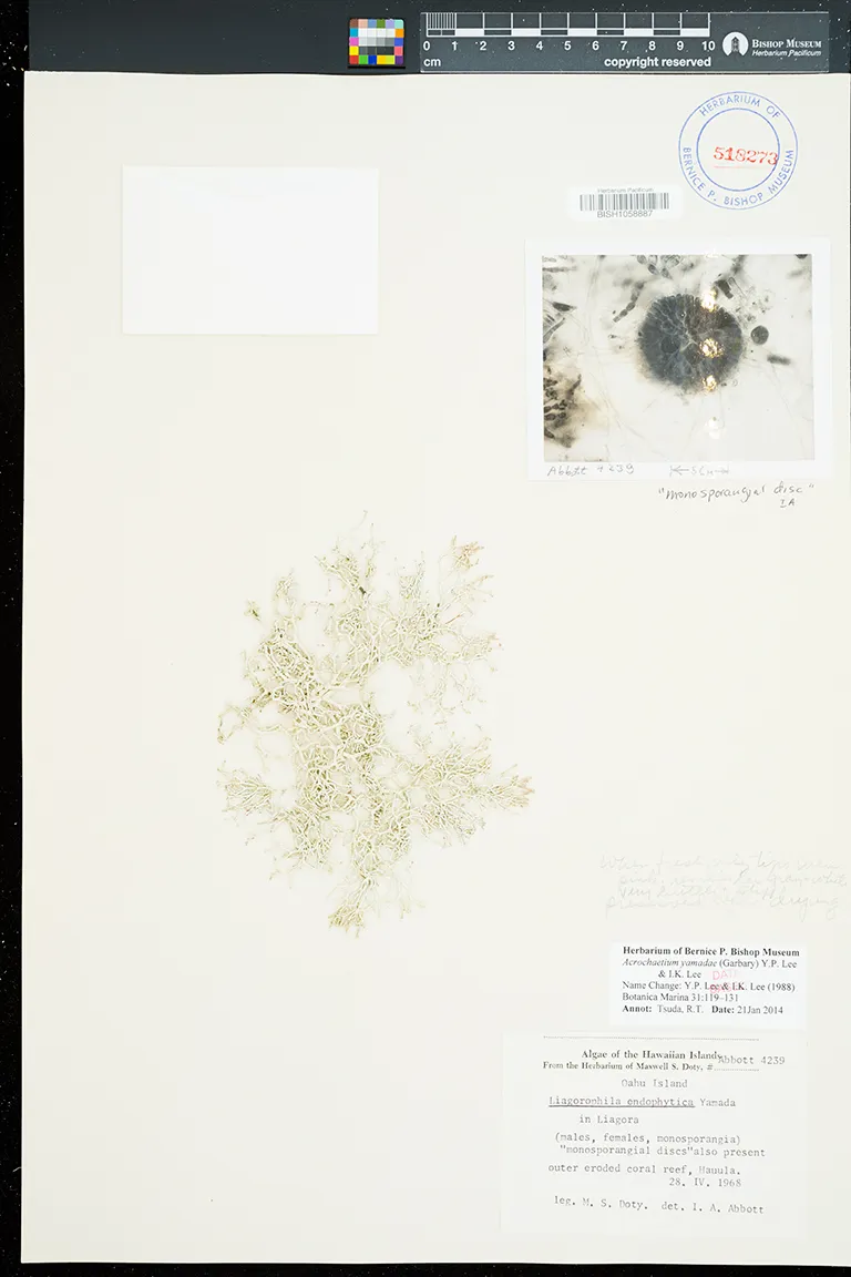 Acrochaetium yamadae (Acrochaetium yamadae)
