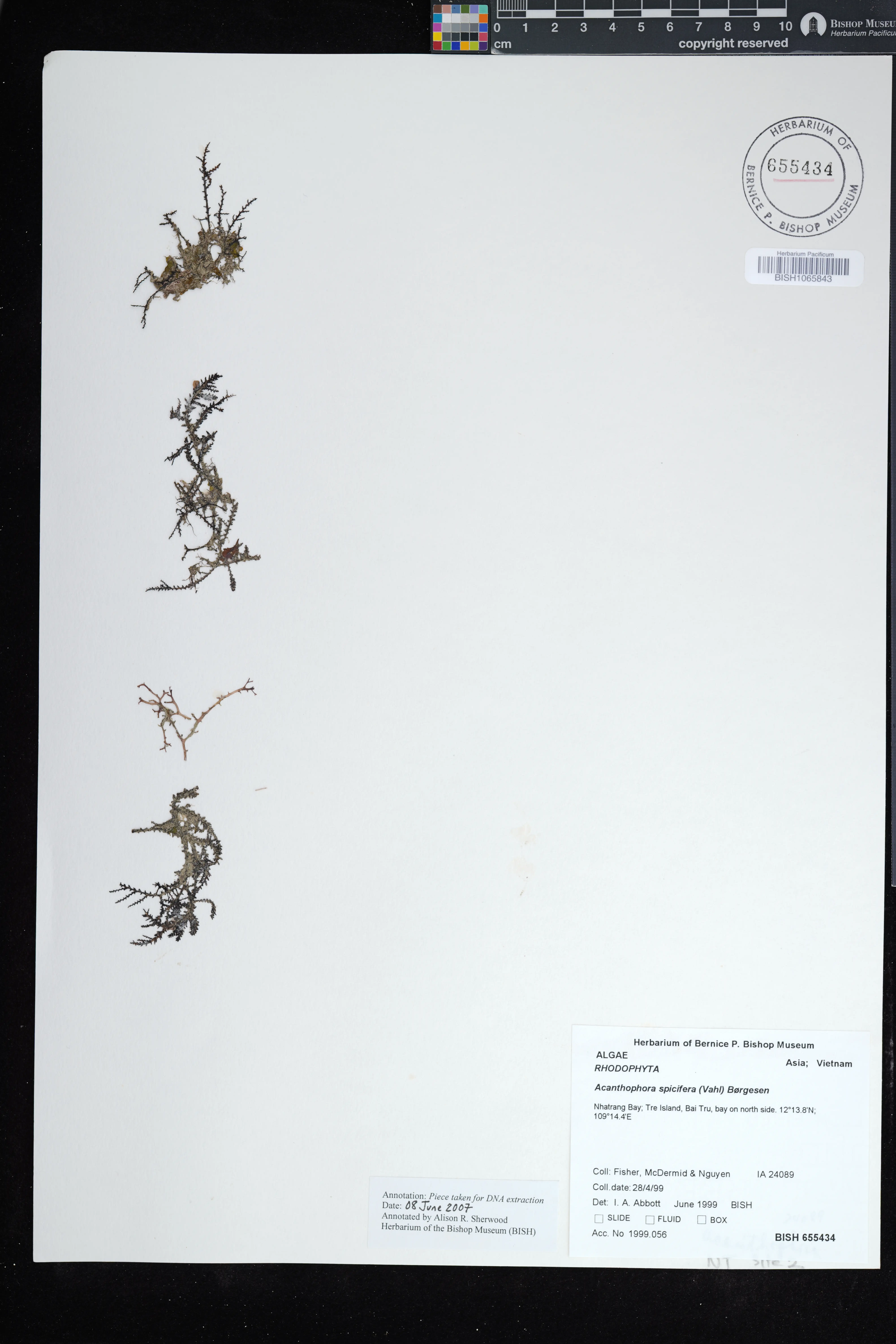 Acanthophora spicifera (Acanthophora spicifera)