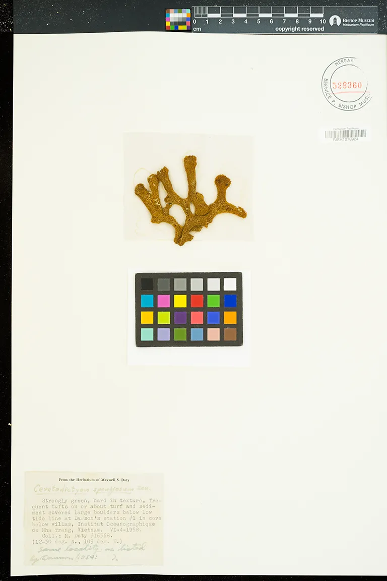 Ceratodictyon spongiosum — ảnh 2