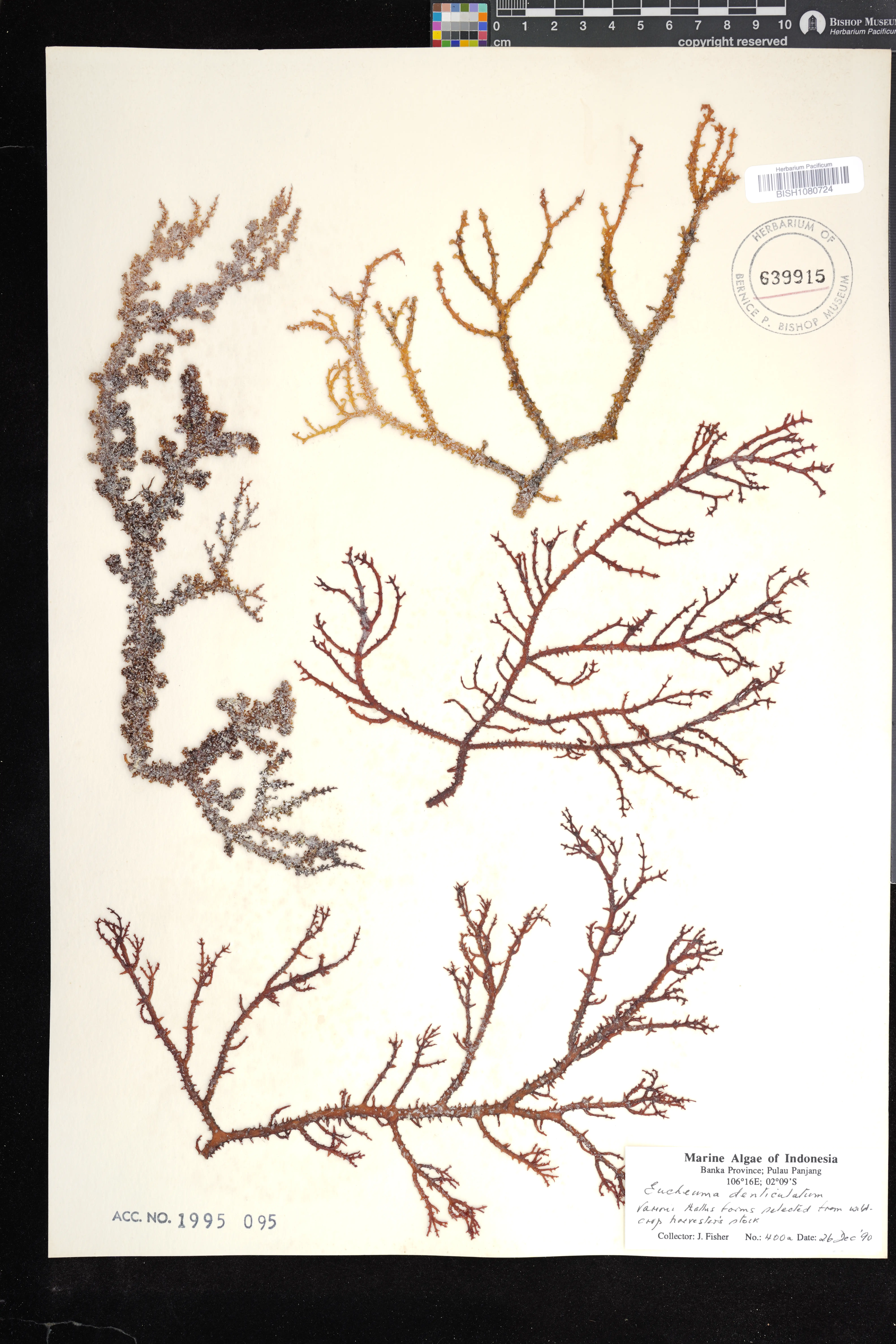 Algae (Eucheuma denticulatum)