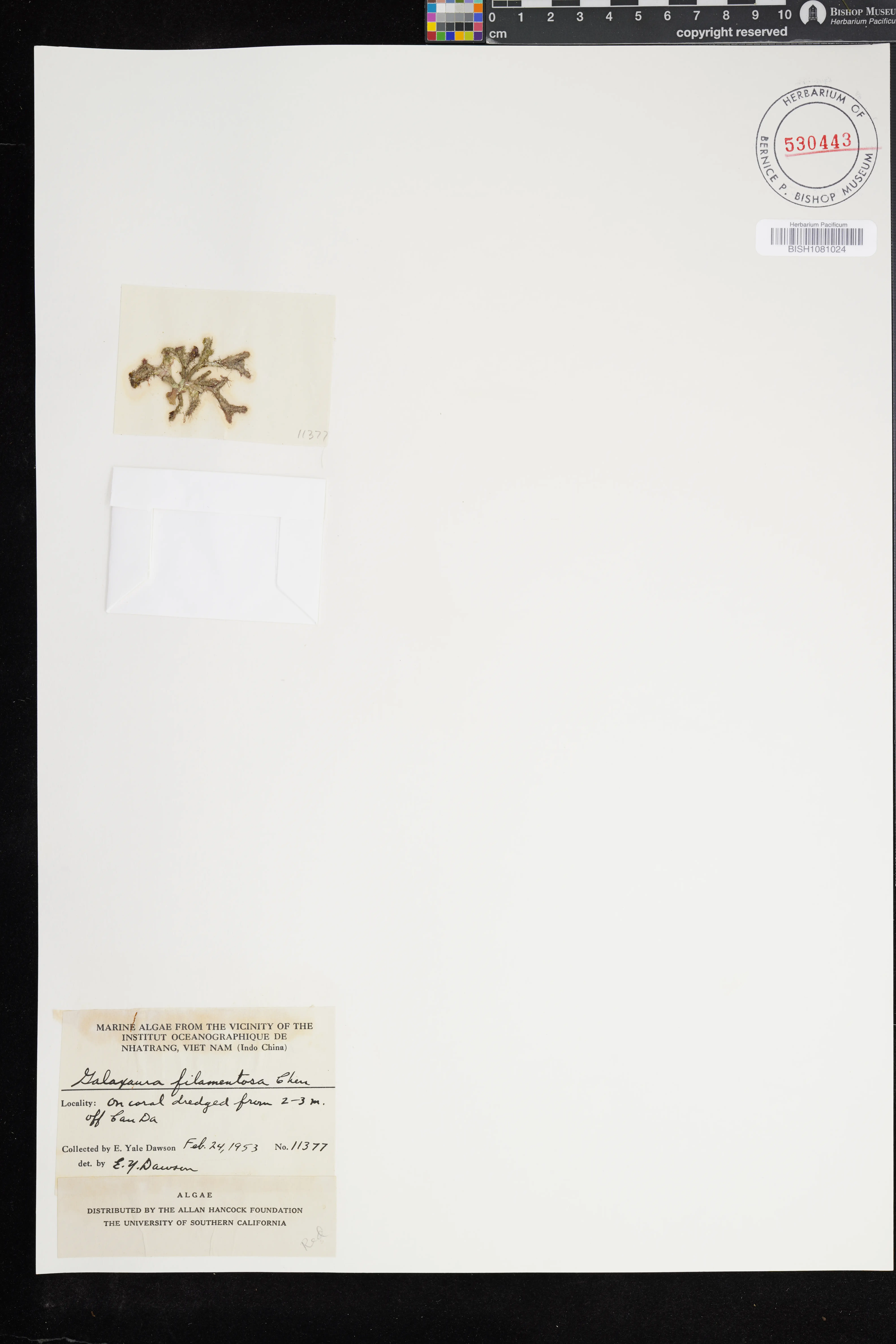 Galaxaura filamentosa — ảnh 2