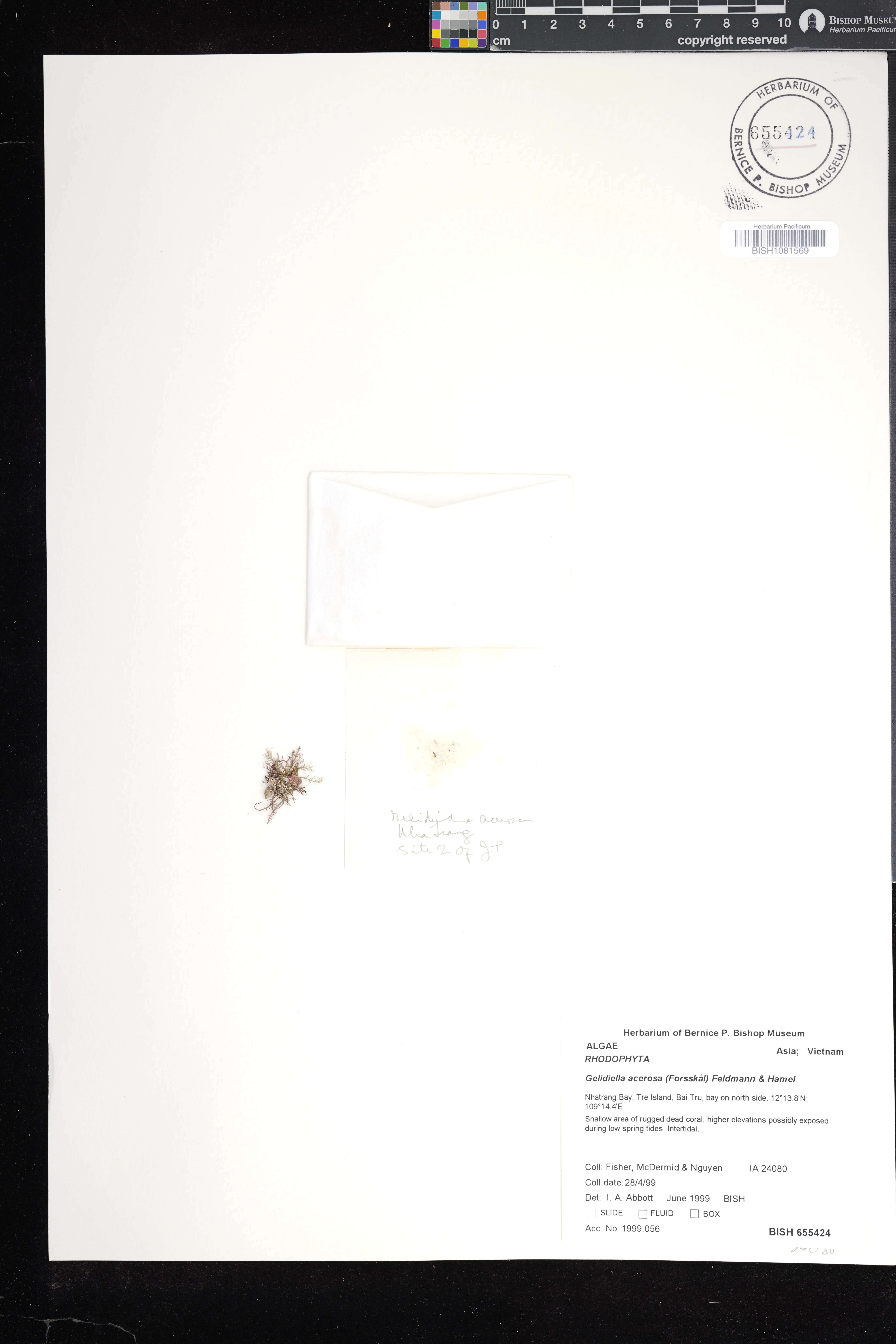 Gelidiella acerosa (Gelidiella acerosa)