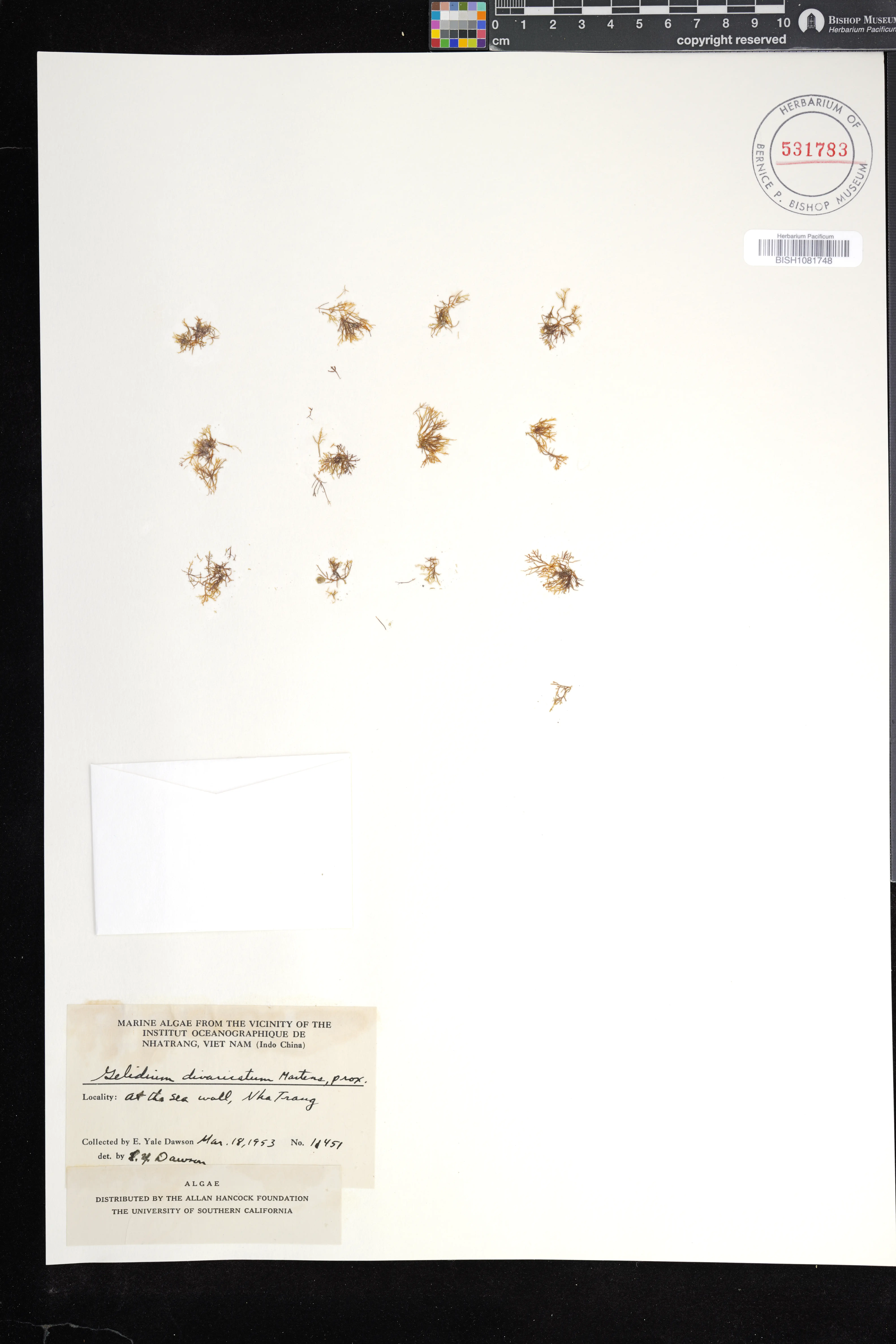Gelidiophycus divaricatus — ảnh 2