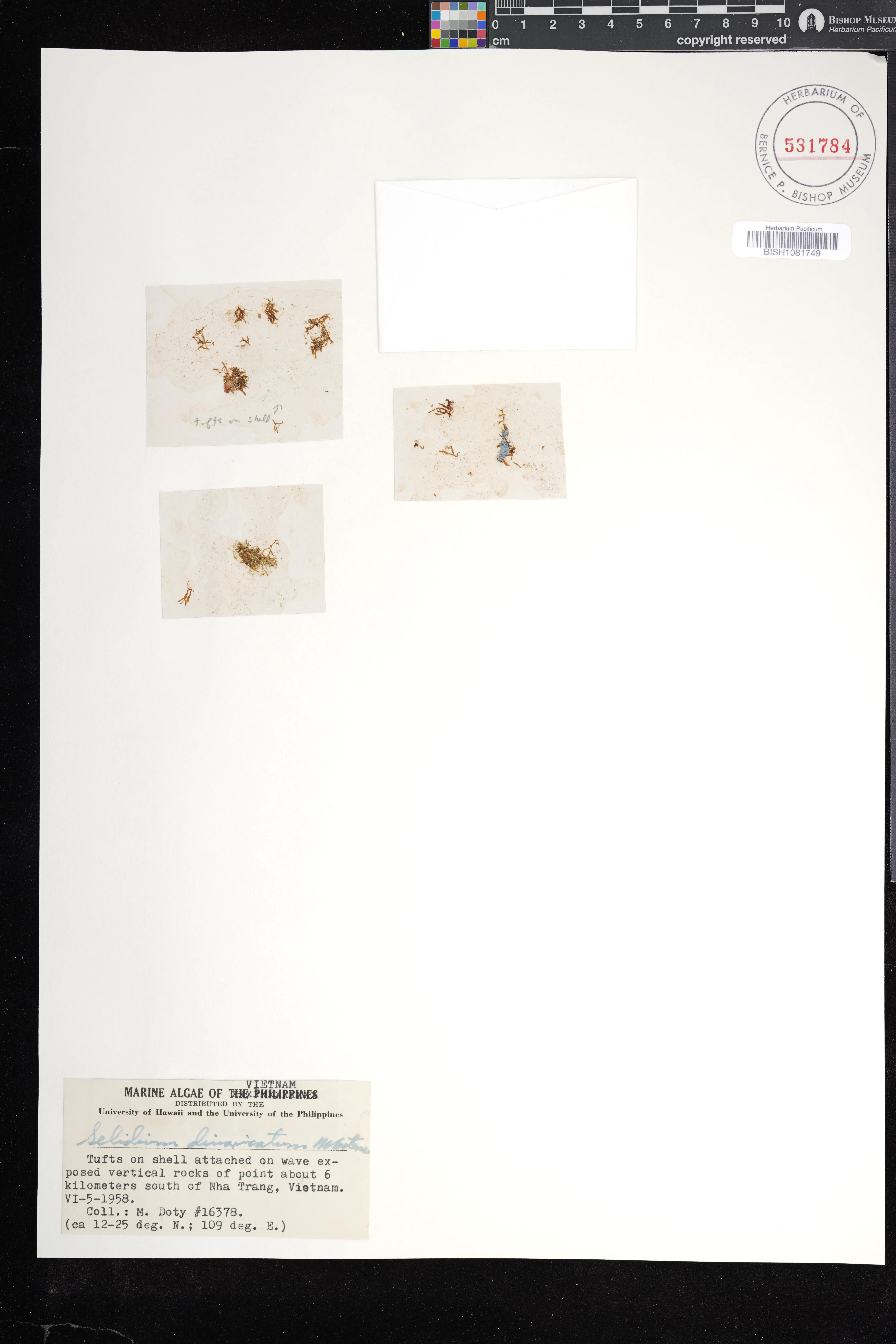 Gelidiophycus divaricatus — ảnh 3