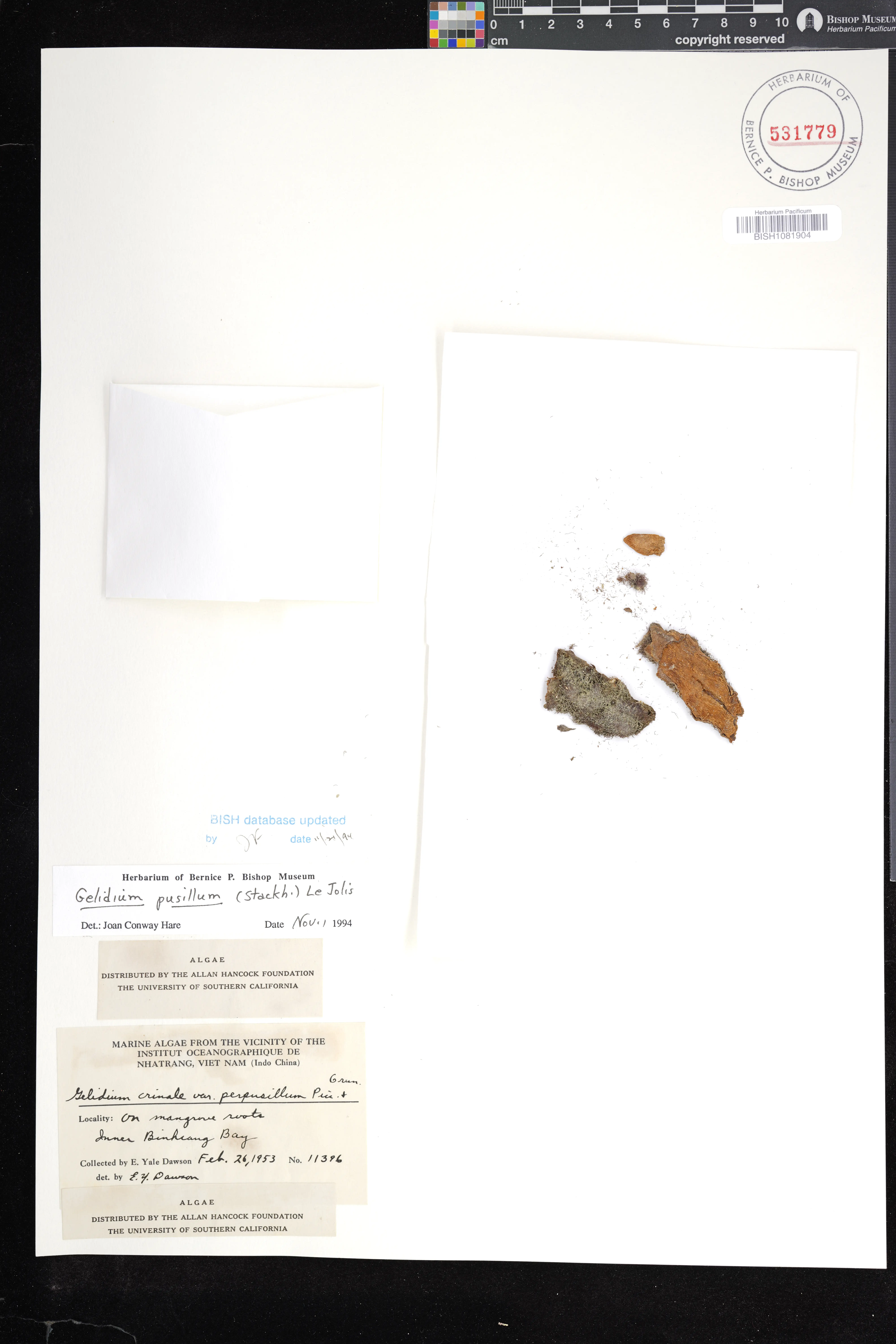 Gelidium pusillum — ảnh 2