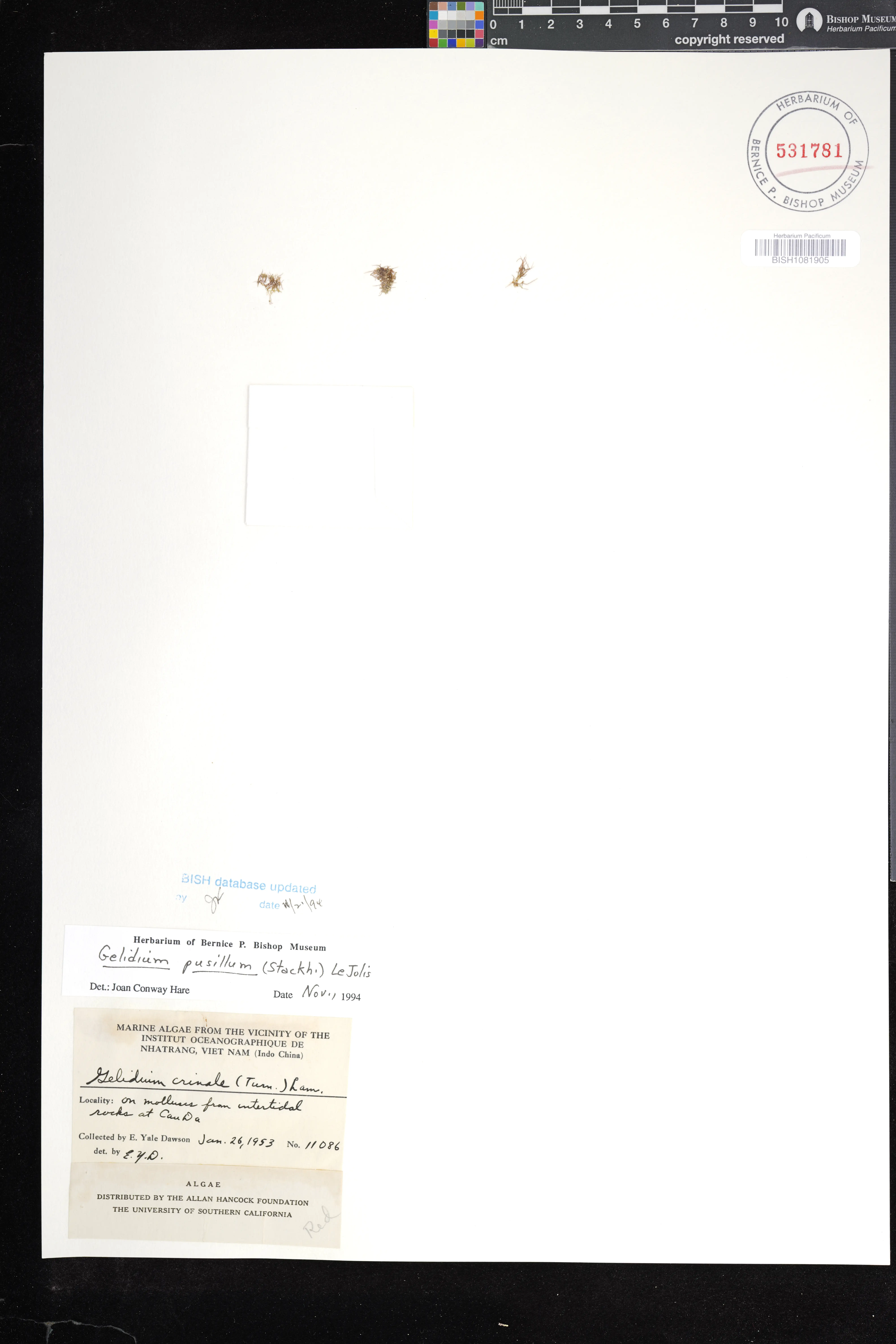 Gelidium pusillum (Gelidium pusillum)