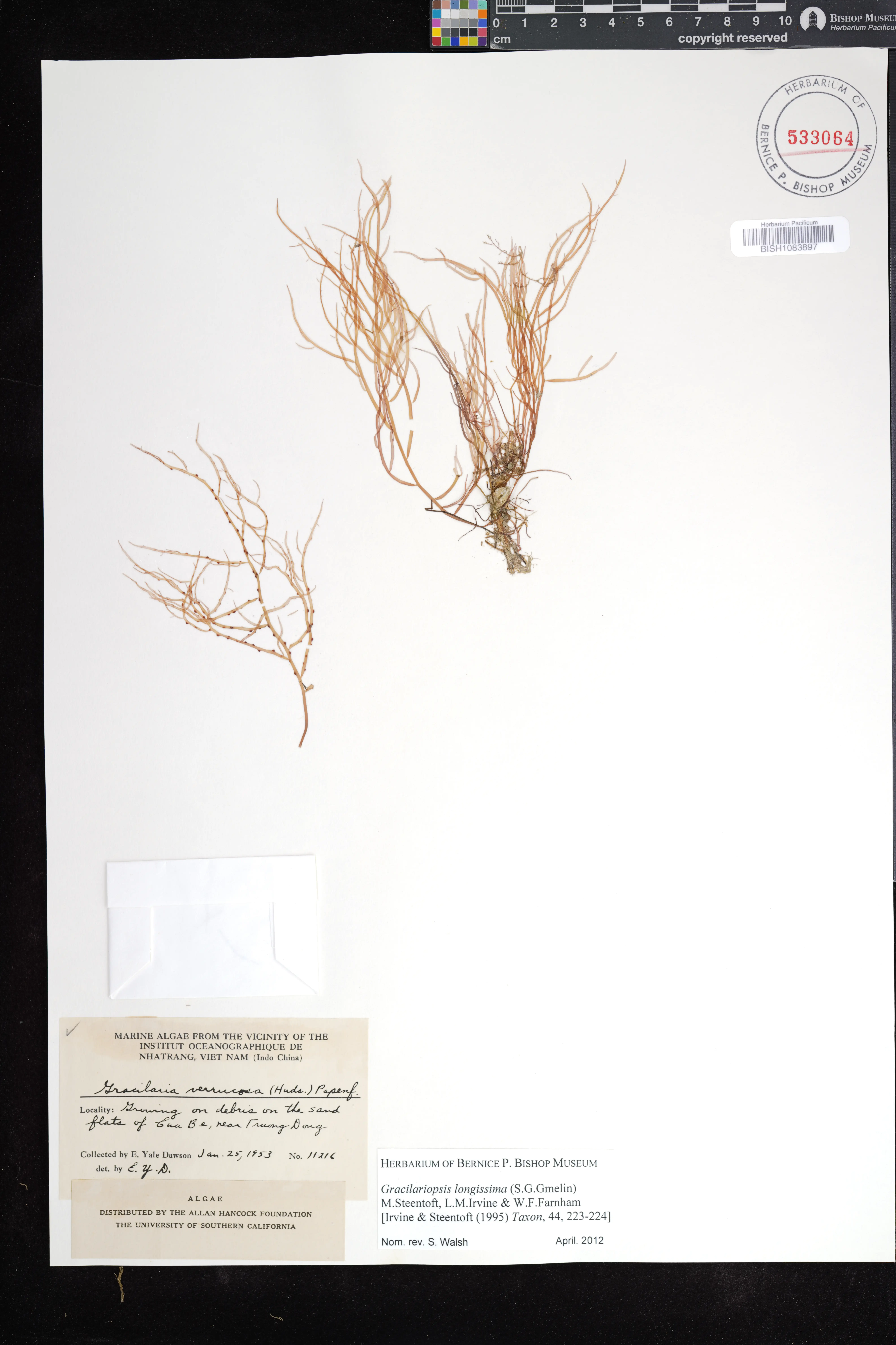 Gracilaria longissima — ảnh 3