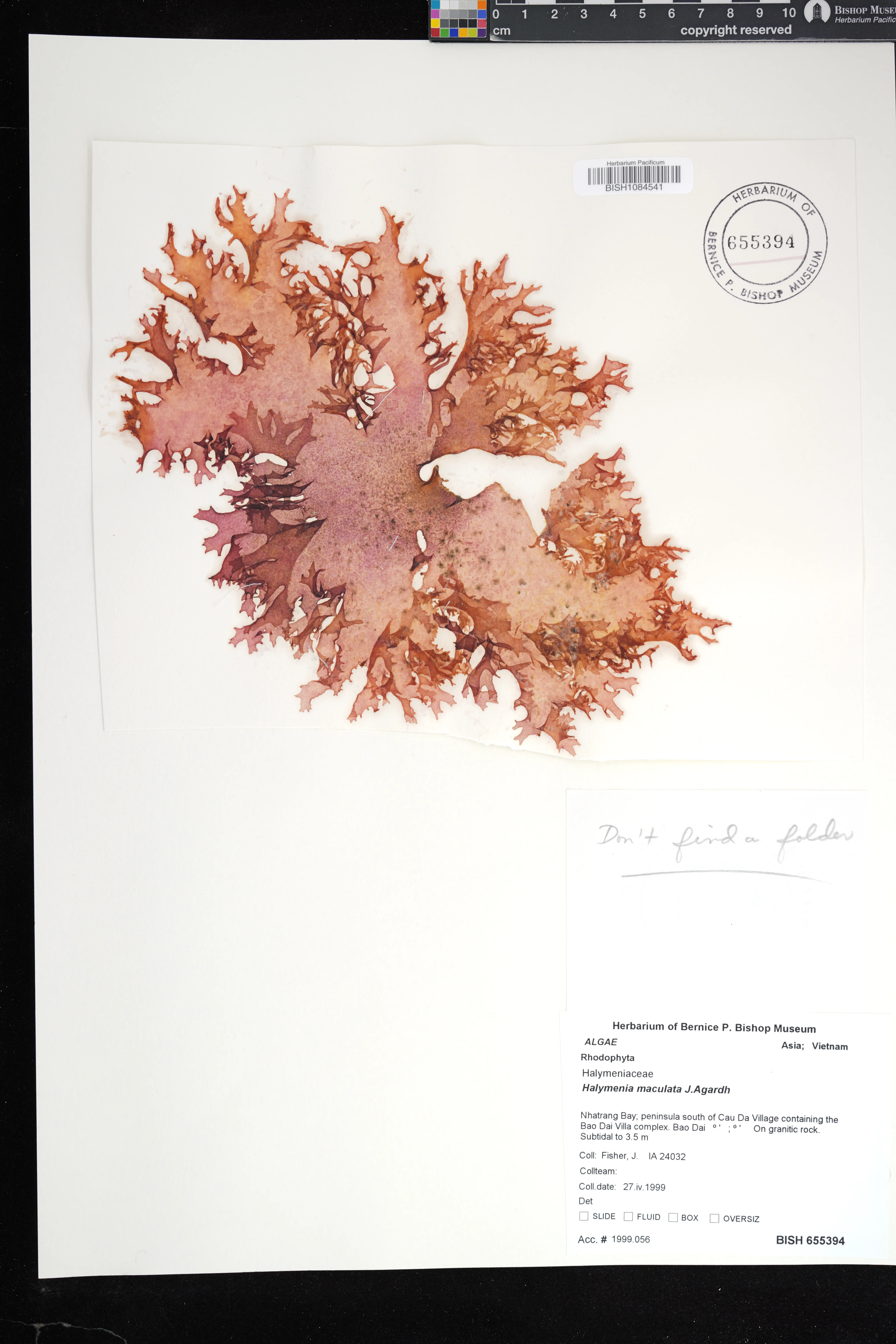 Halymenia maculata — ảnh 2