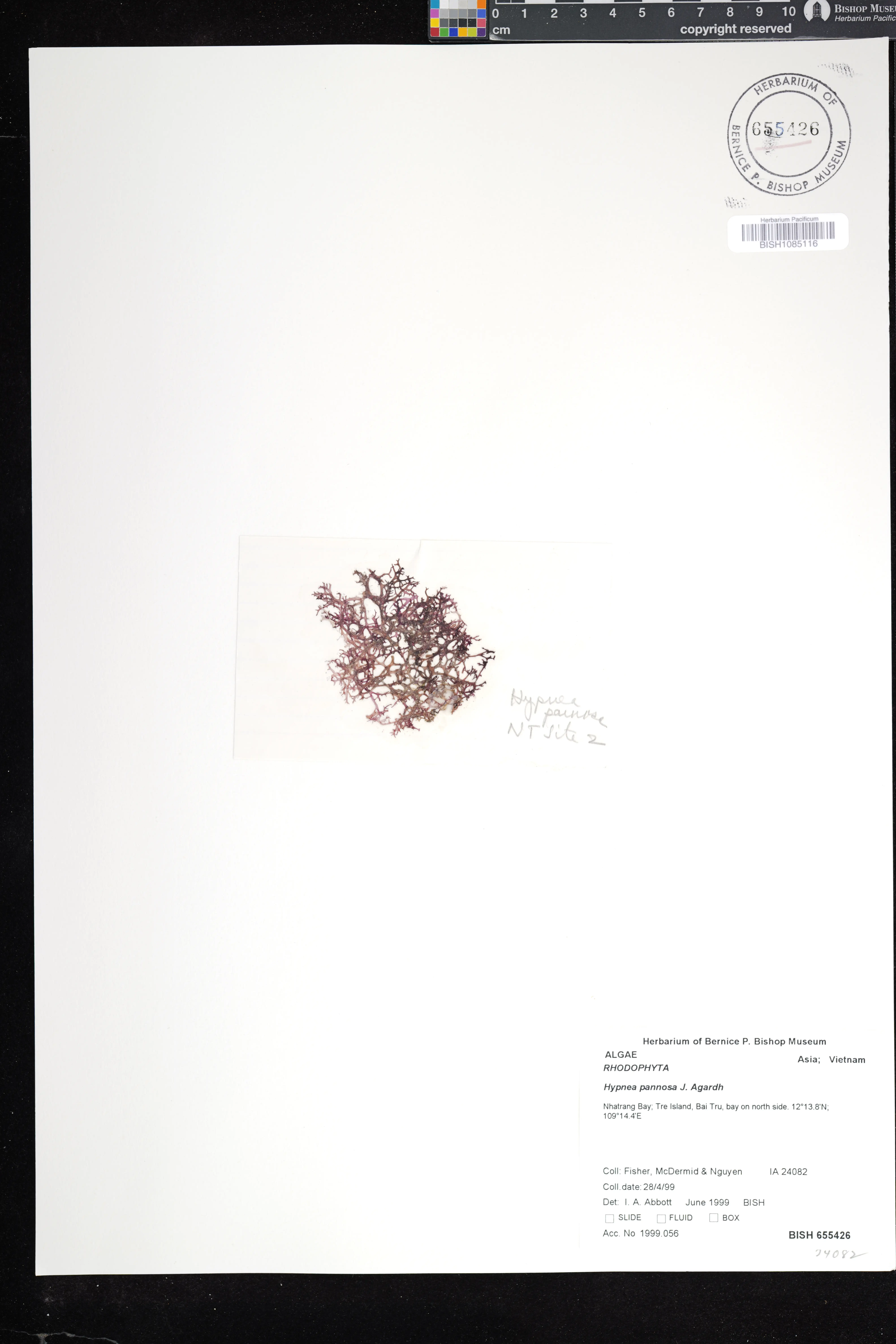 Hypnea pannosa (Hypnea pannosa)