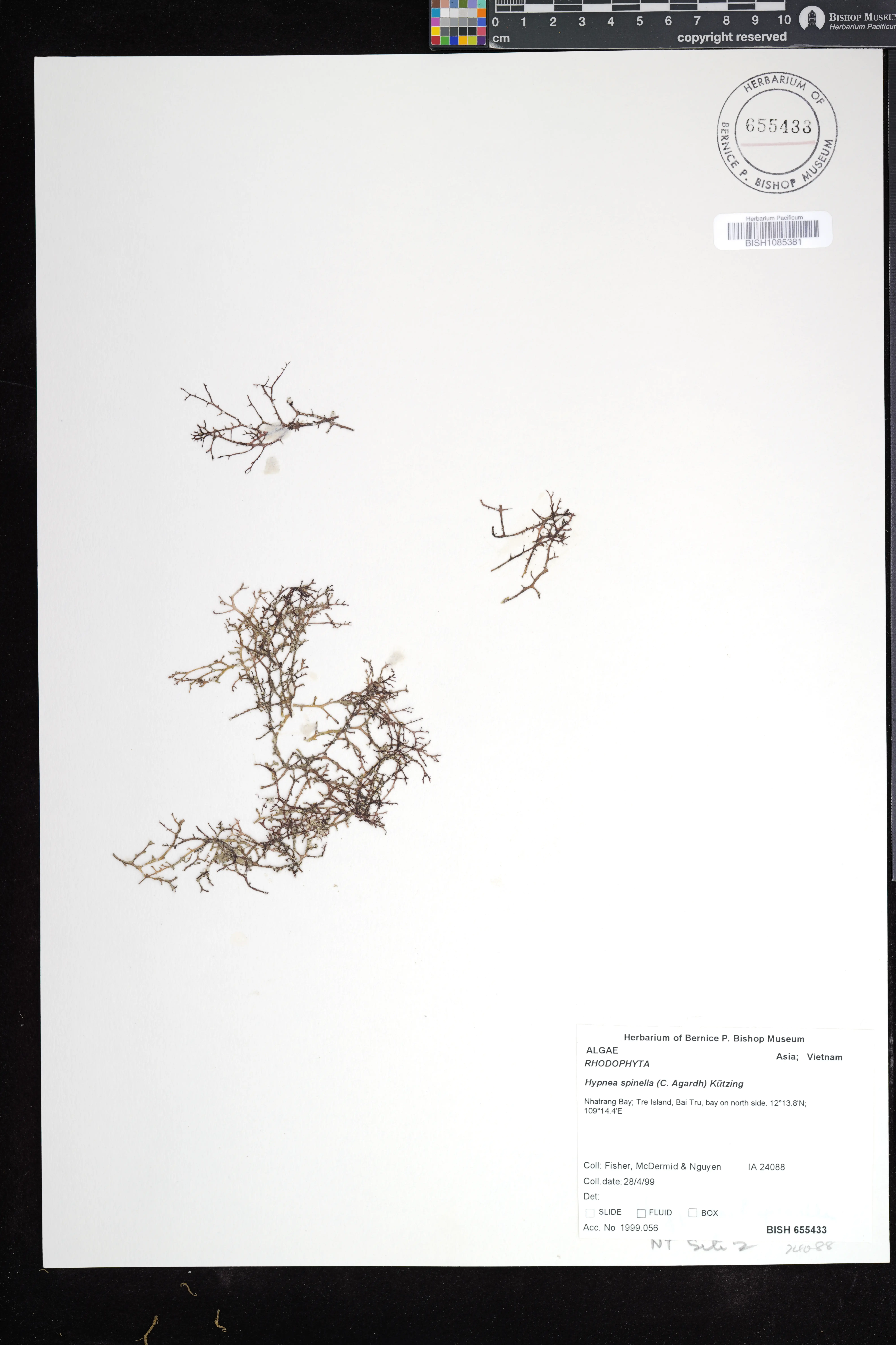 Hypnea spinella — ảnh 3
