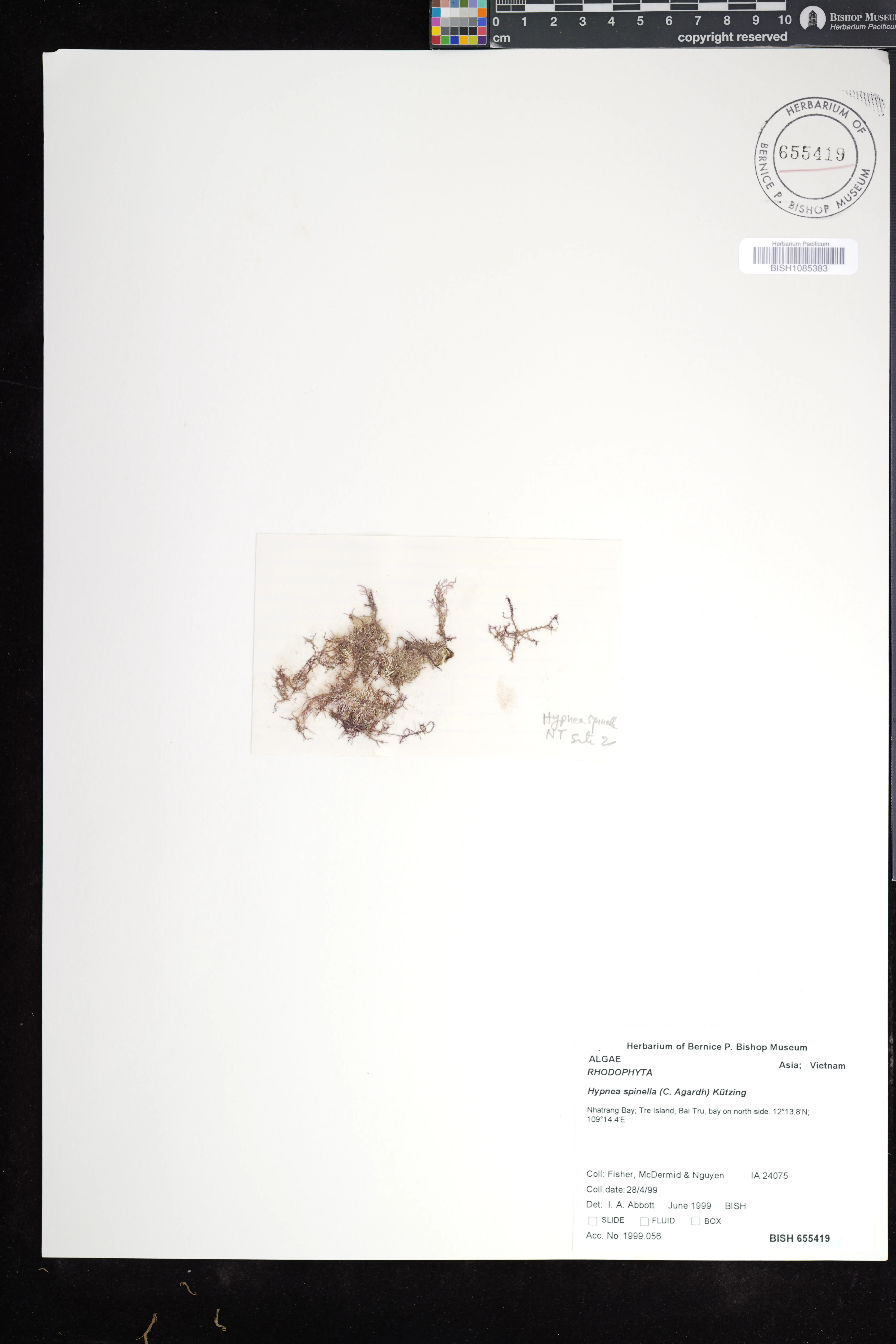 Hypnea spinella — ảnh 2