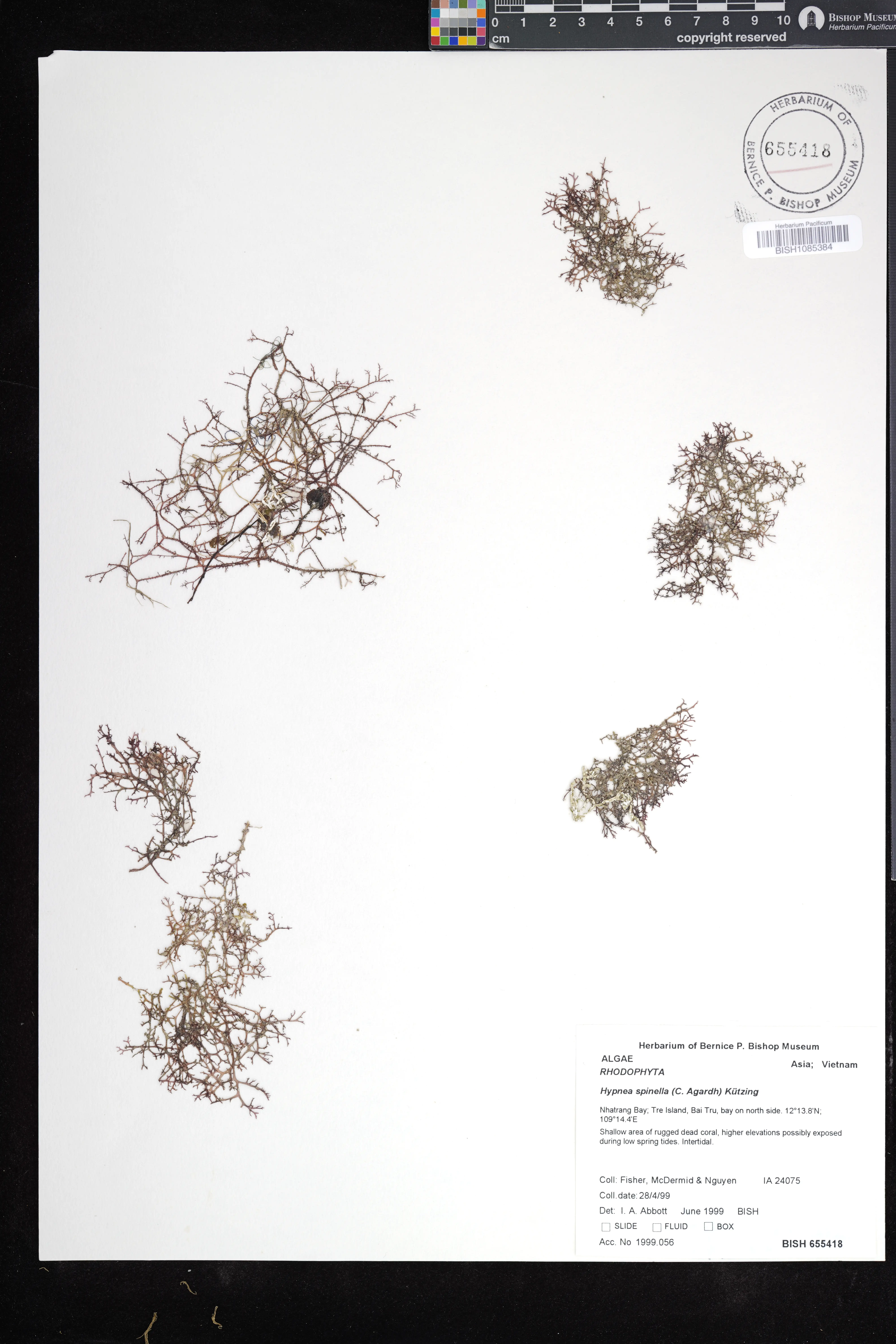 Hypnea spinella (Hypnea spinella)