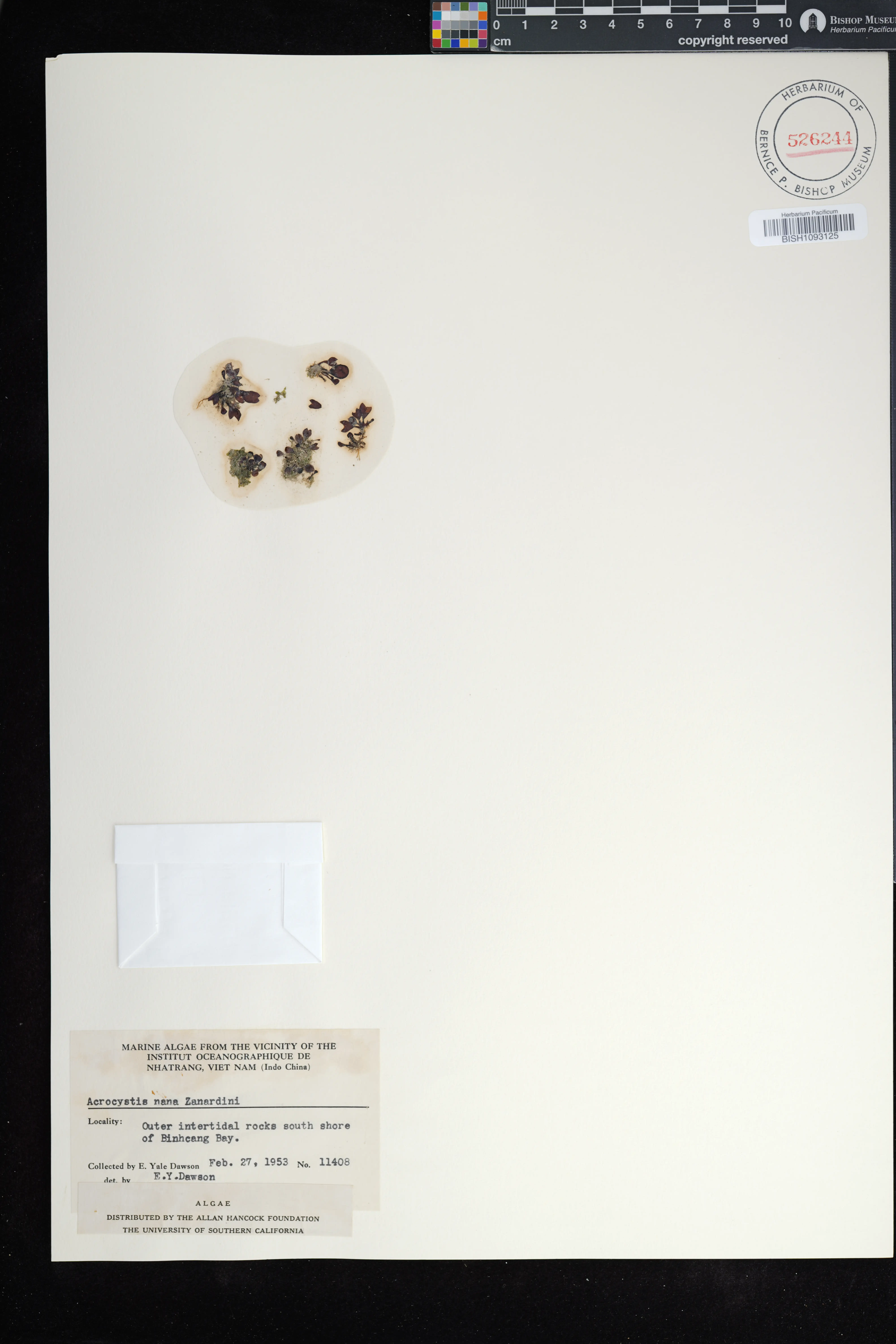 Acrocystis nana — ảnh 2