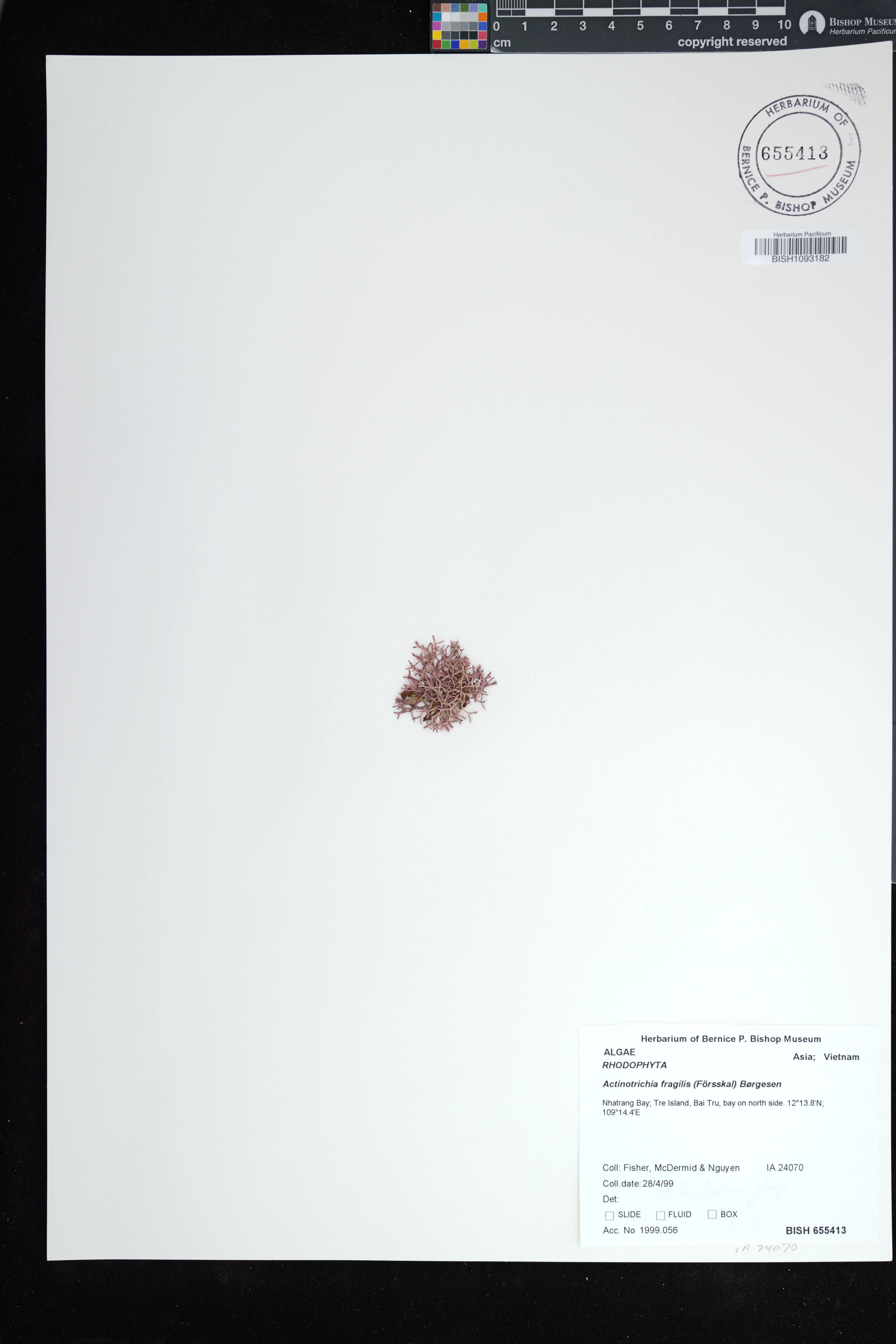 Actinotrichia fragilis (Actinotrichia fragilis)