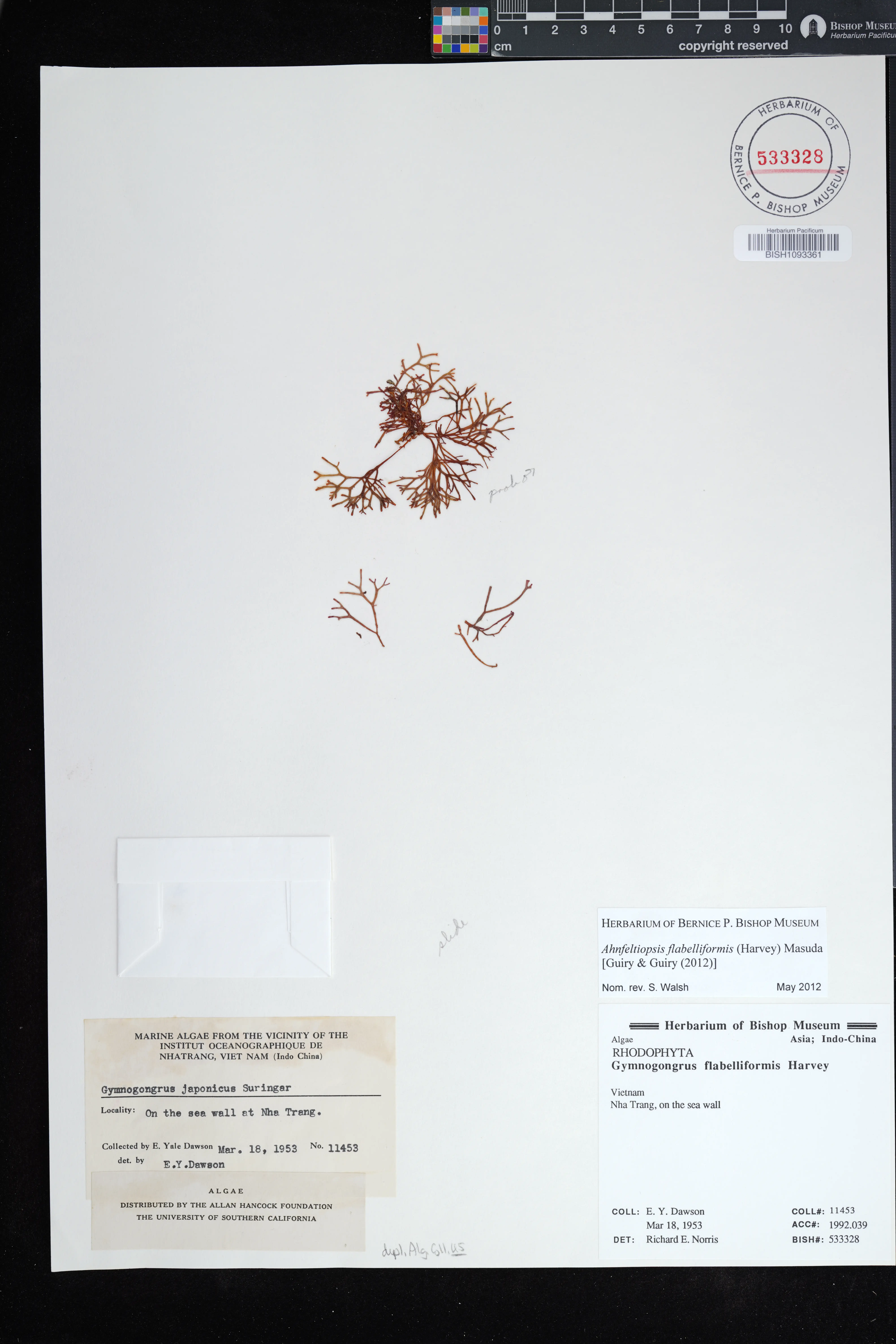 Ahnfeltiopsis flabelliformis — ảnh 2
