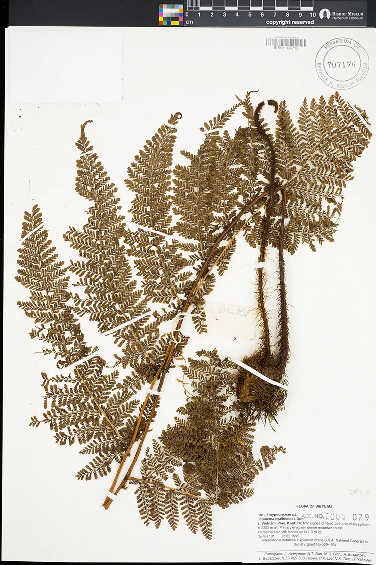 Dryopteris peranema — ảnh 3