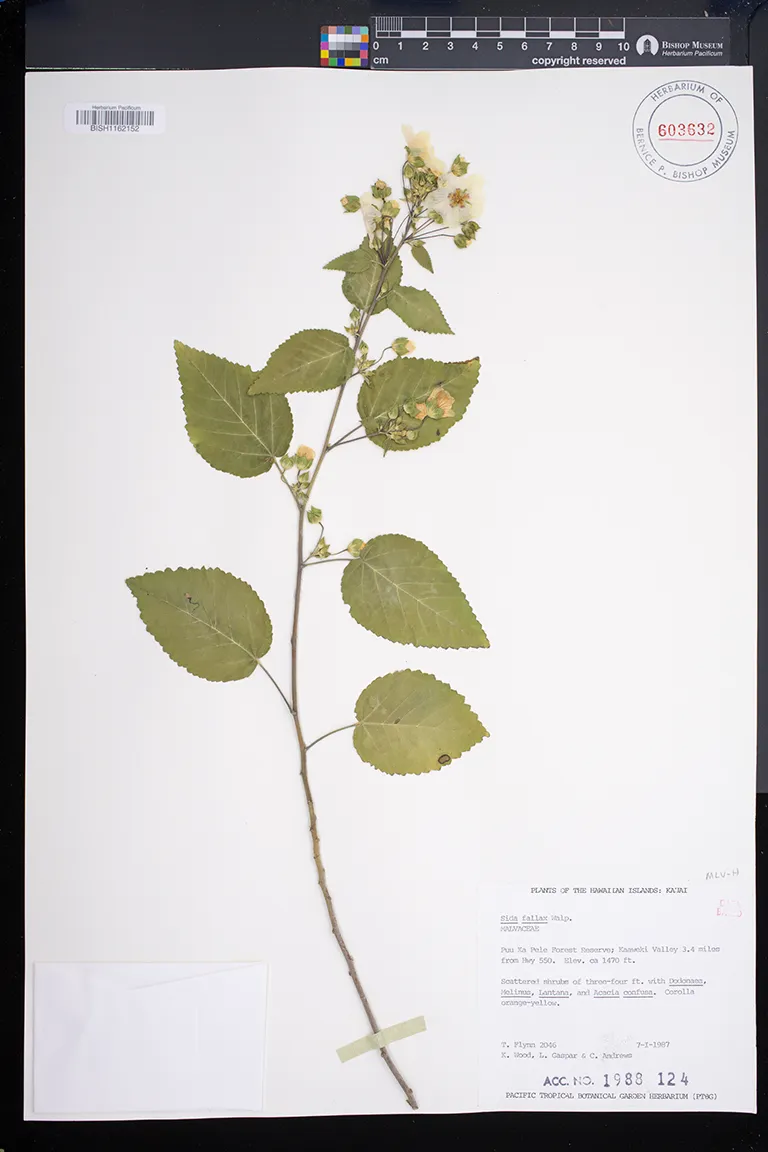 Plants of Hawai'i | Bishop Museum