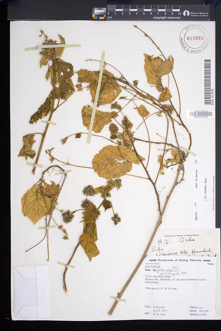 ウスハペタ　usuha-peta　usuha peta Plants of Hawai'i | Bishop Museum