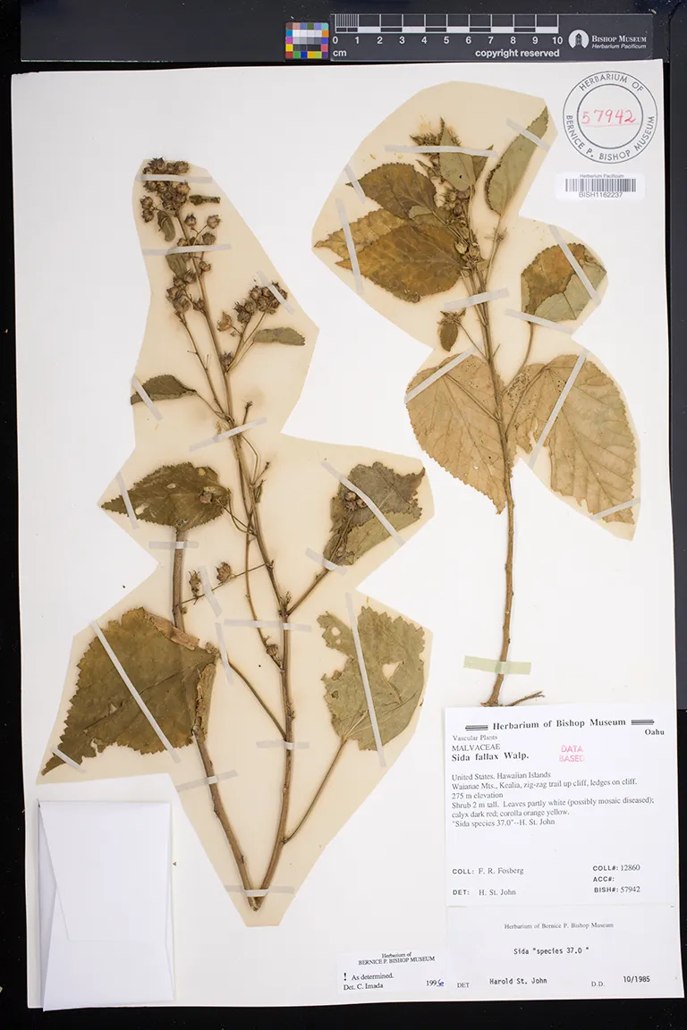 ウスハペタ　usuha-peta　usuha peta Plants of Hawai'i | Bishop Museum