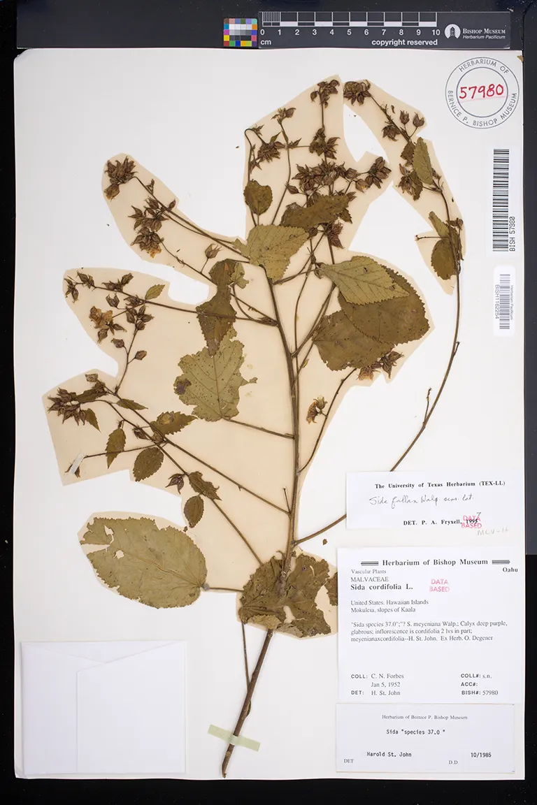 Plants of Hawai'i | Bishop Museum