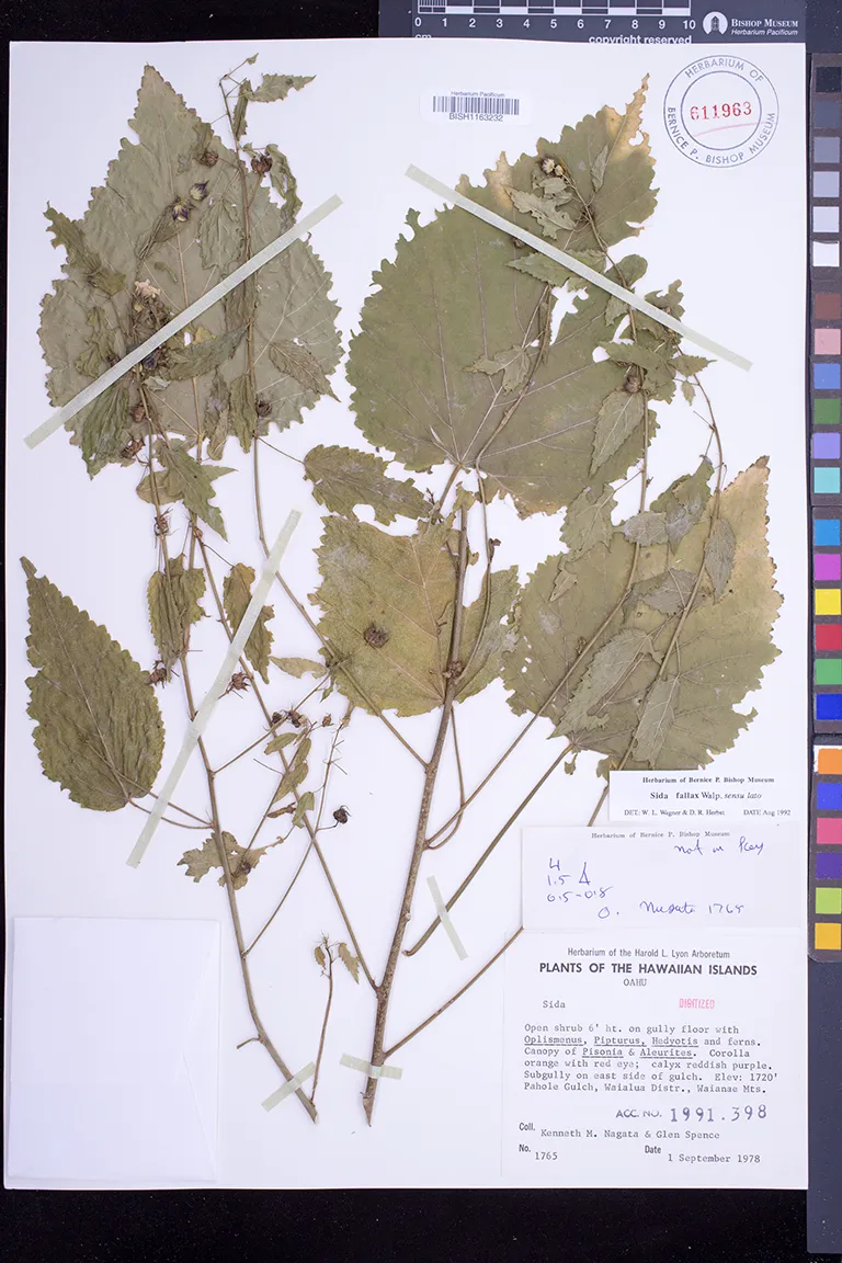 Plants of Hawai'i | Bishop Museum