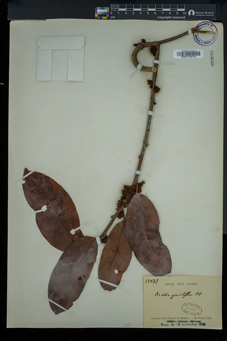 Ardisia graciliflora — ảnh 2