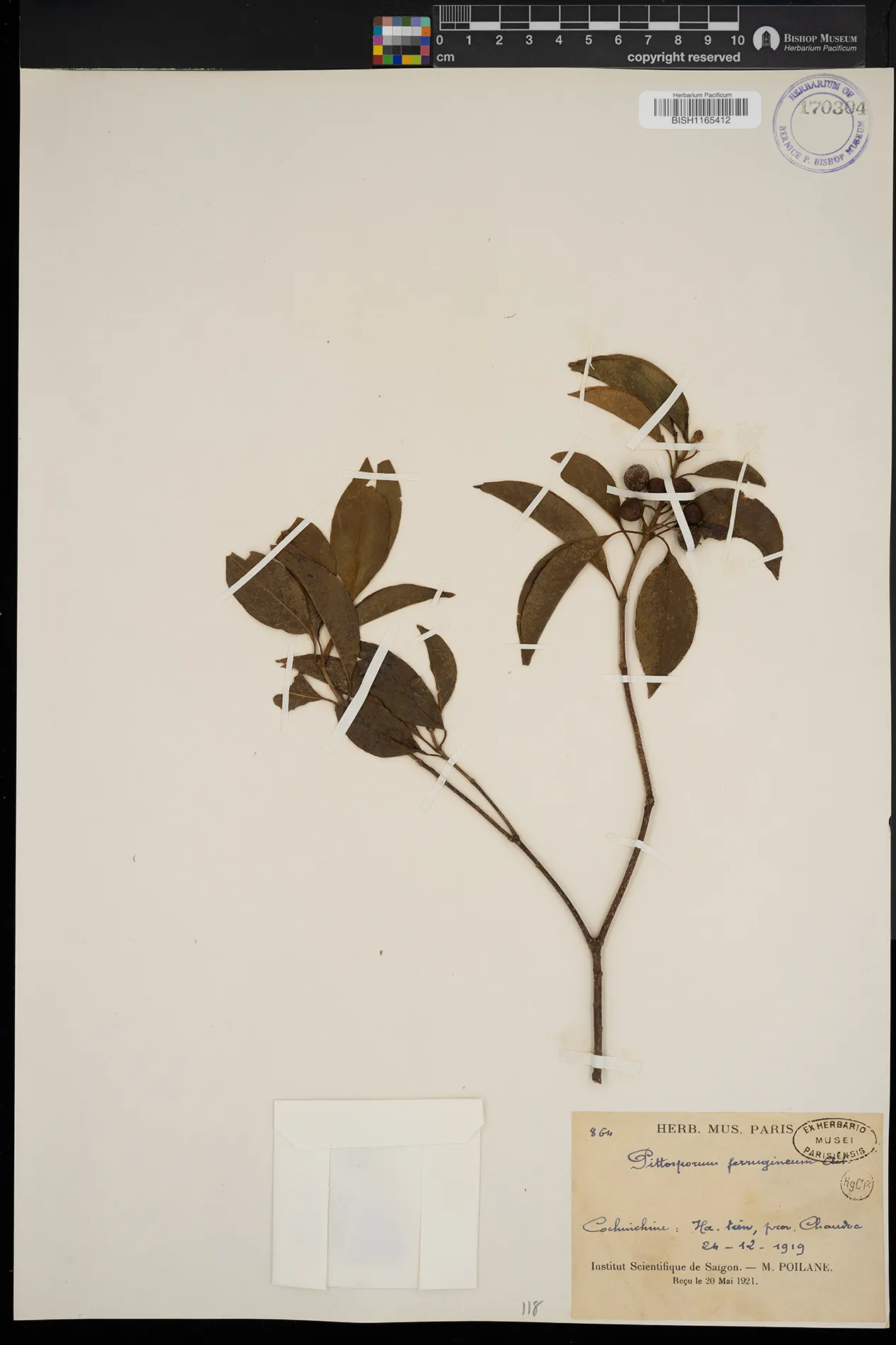 Pittosporum ferrugineum (Pittosporum ferrugineum)