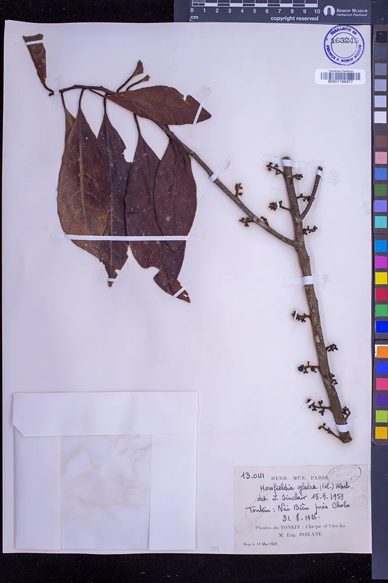 Horsfieldia glabra — ảnh 3