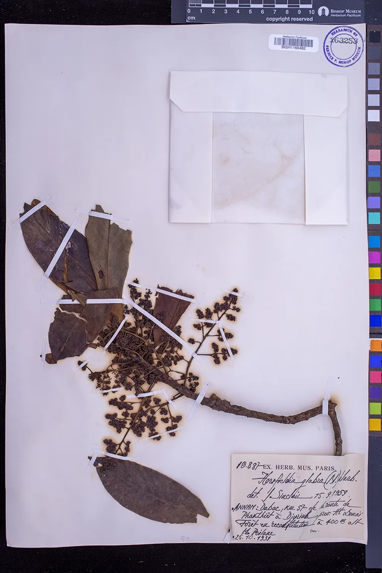 Horsfieldia glabra — ảnh 2