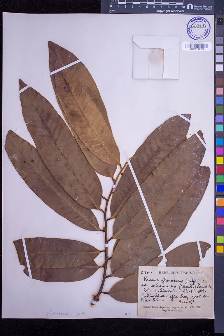 Knema glaucescens (Knema glaucescens)