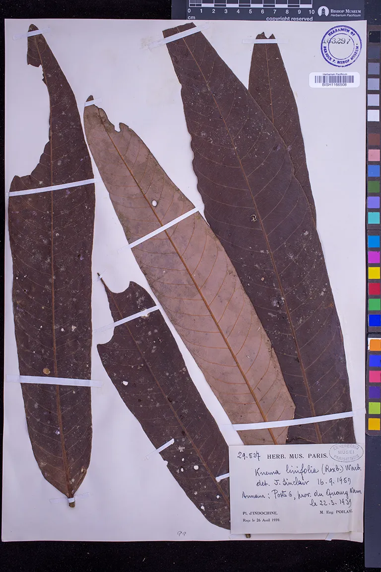 Knema linifolia (Knema linifolia)