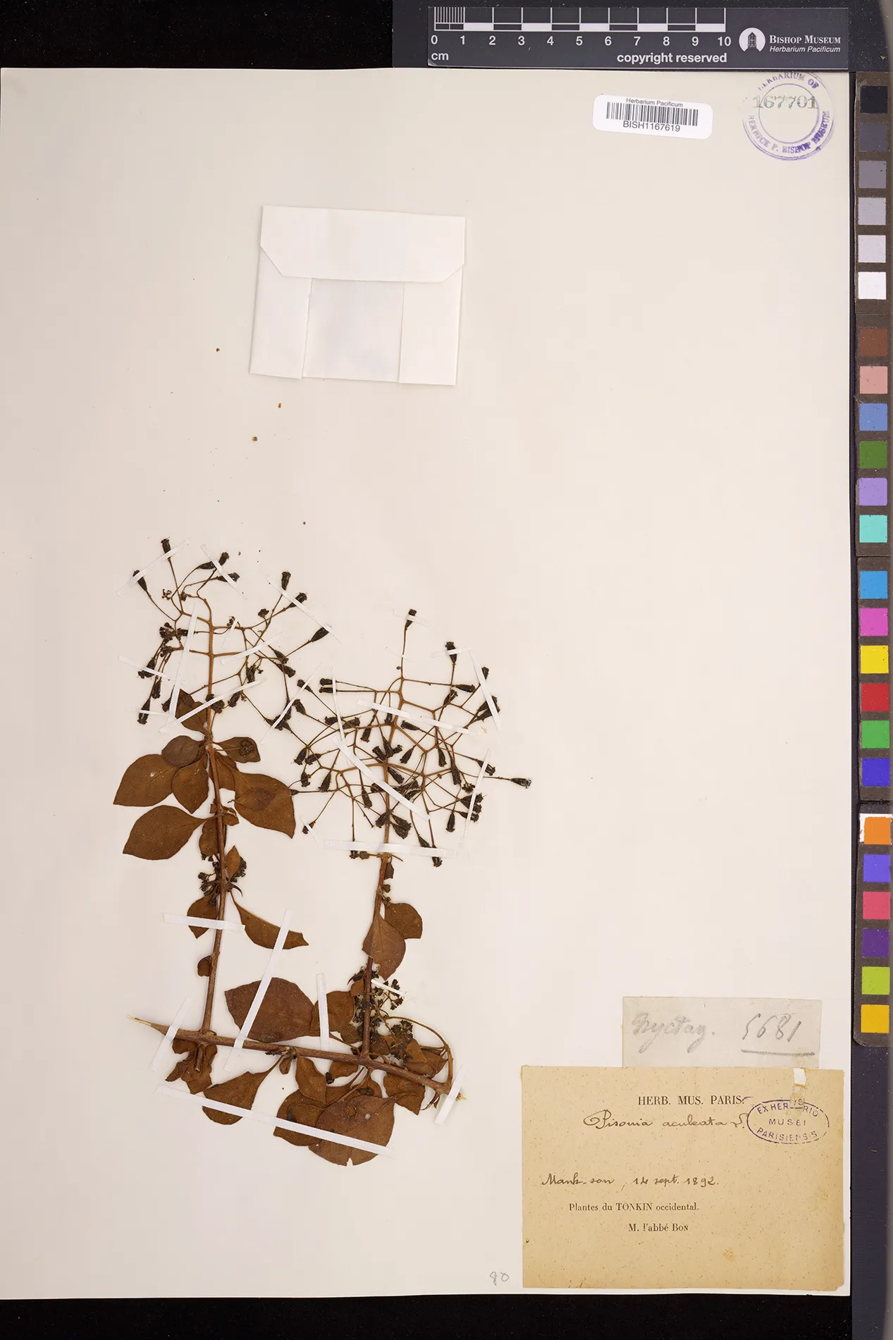 Pisonia aculeata (Pisonia aculeata)