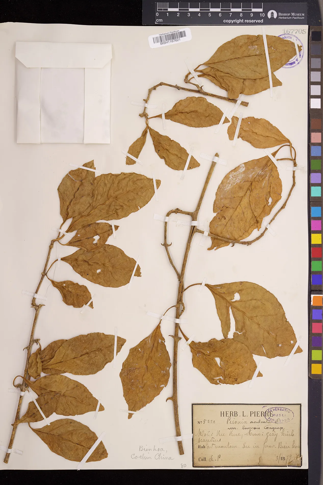 Pisonia aculeata — ảnh 2
