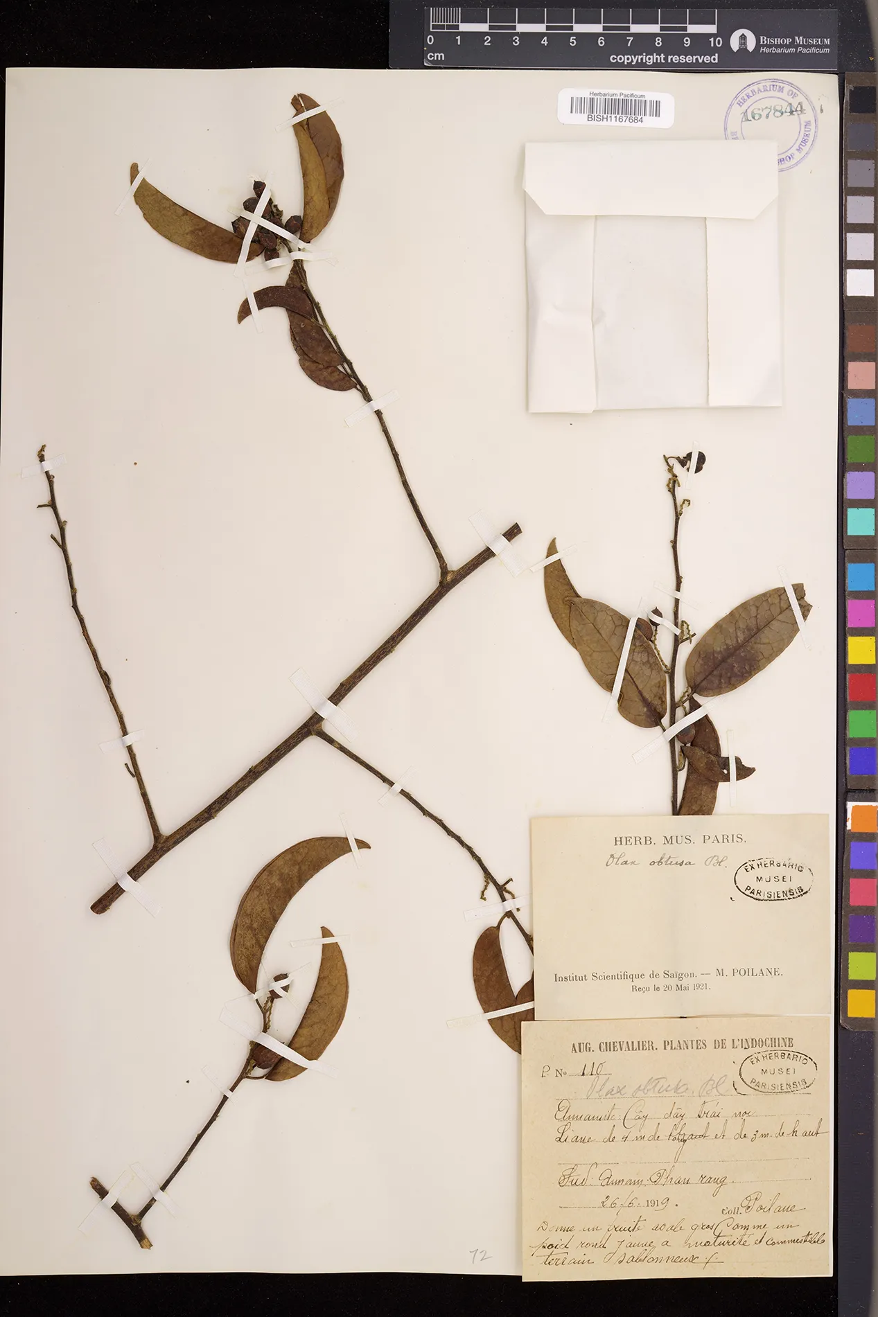 Olax hypoleuca (Olax hypoleuca)