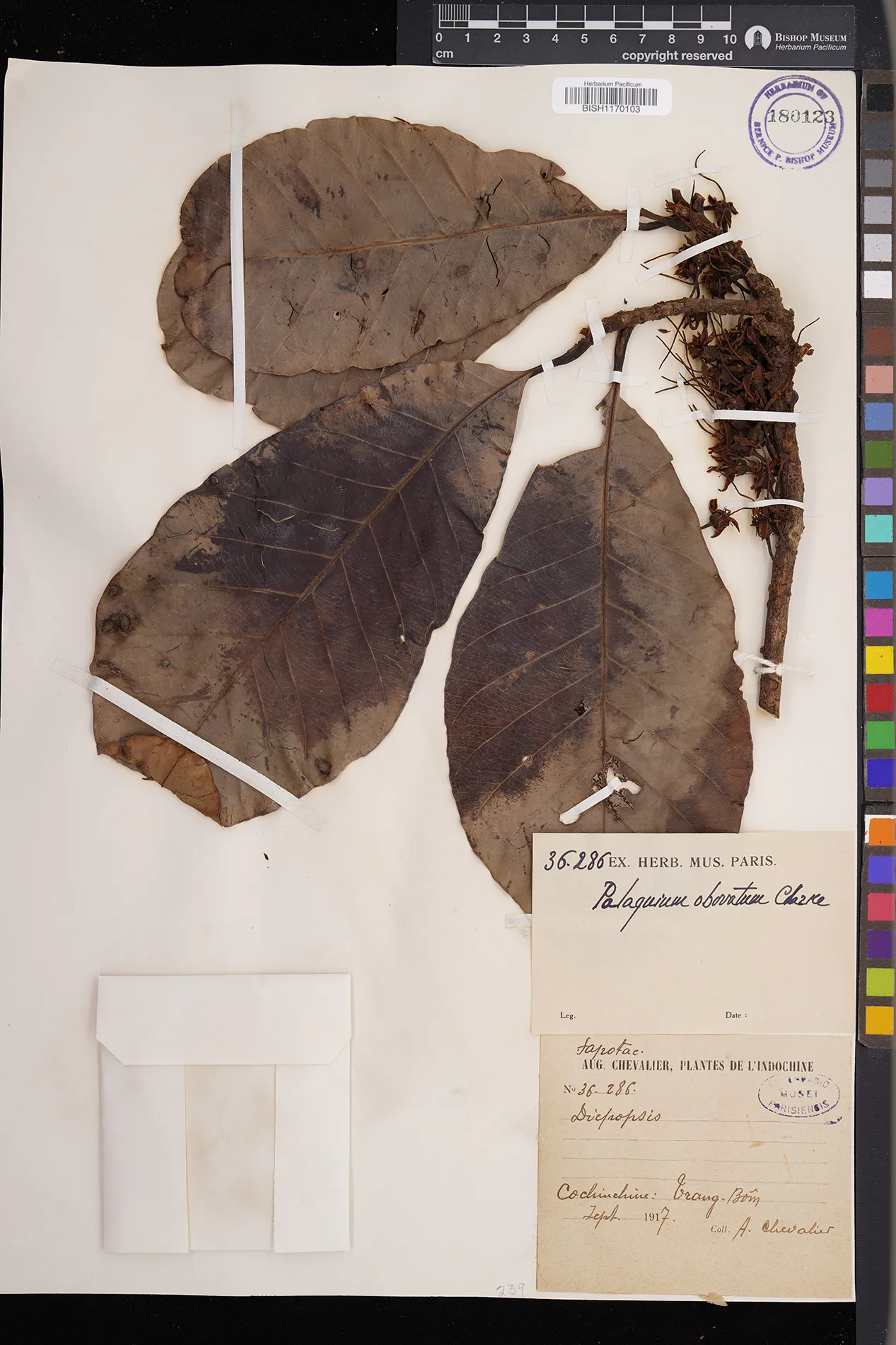 Palaquium obovatum — ảnh 2