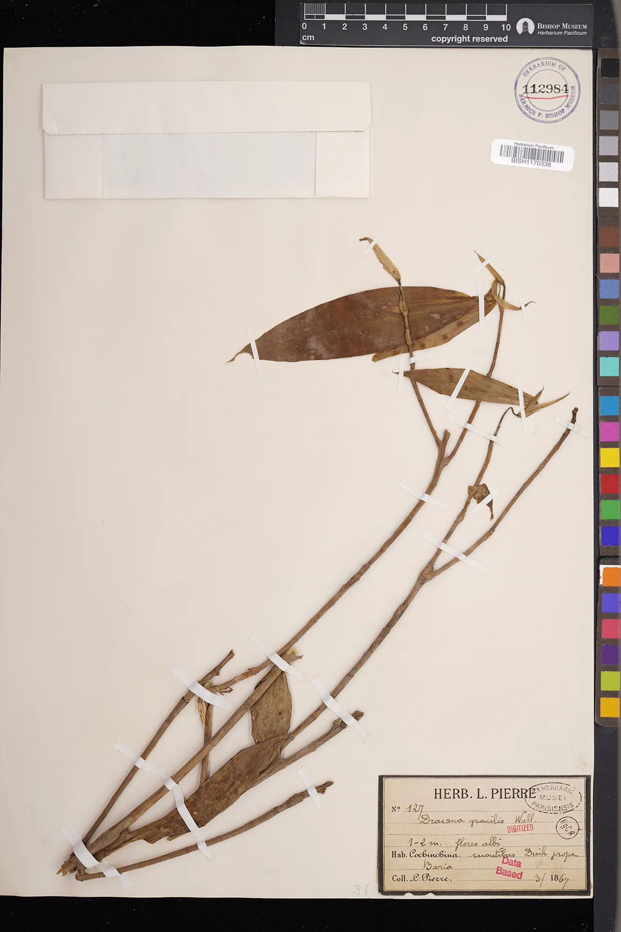 Dracaena reflexa — ảnh 3
