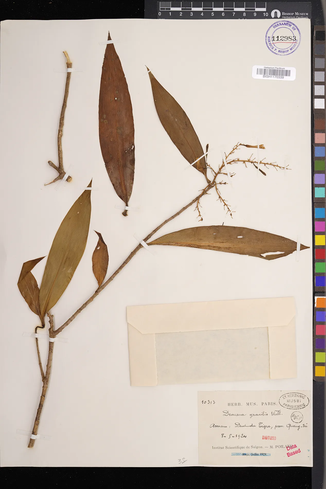 Dracaena reflexa (Dracaena reflexa)
