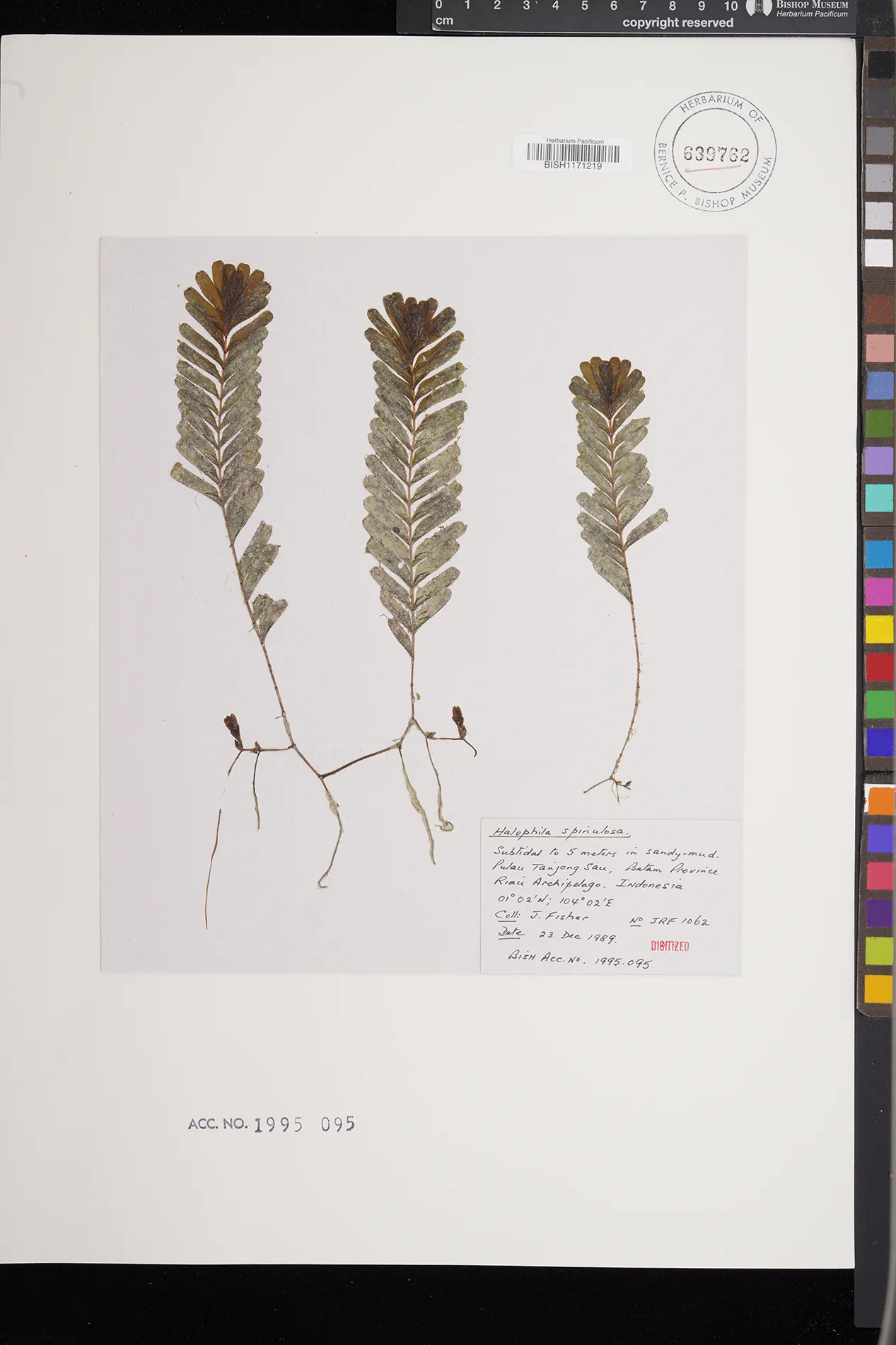 Species code: Hn (Halophila spinulosa)