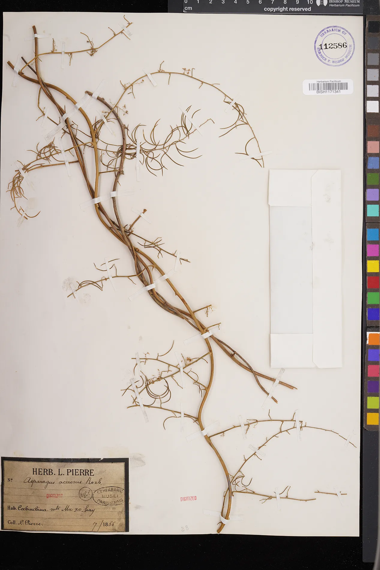 Asparagus racemosus — ảnh 2
