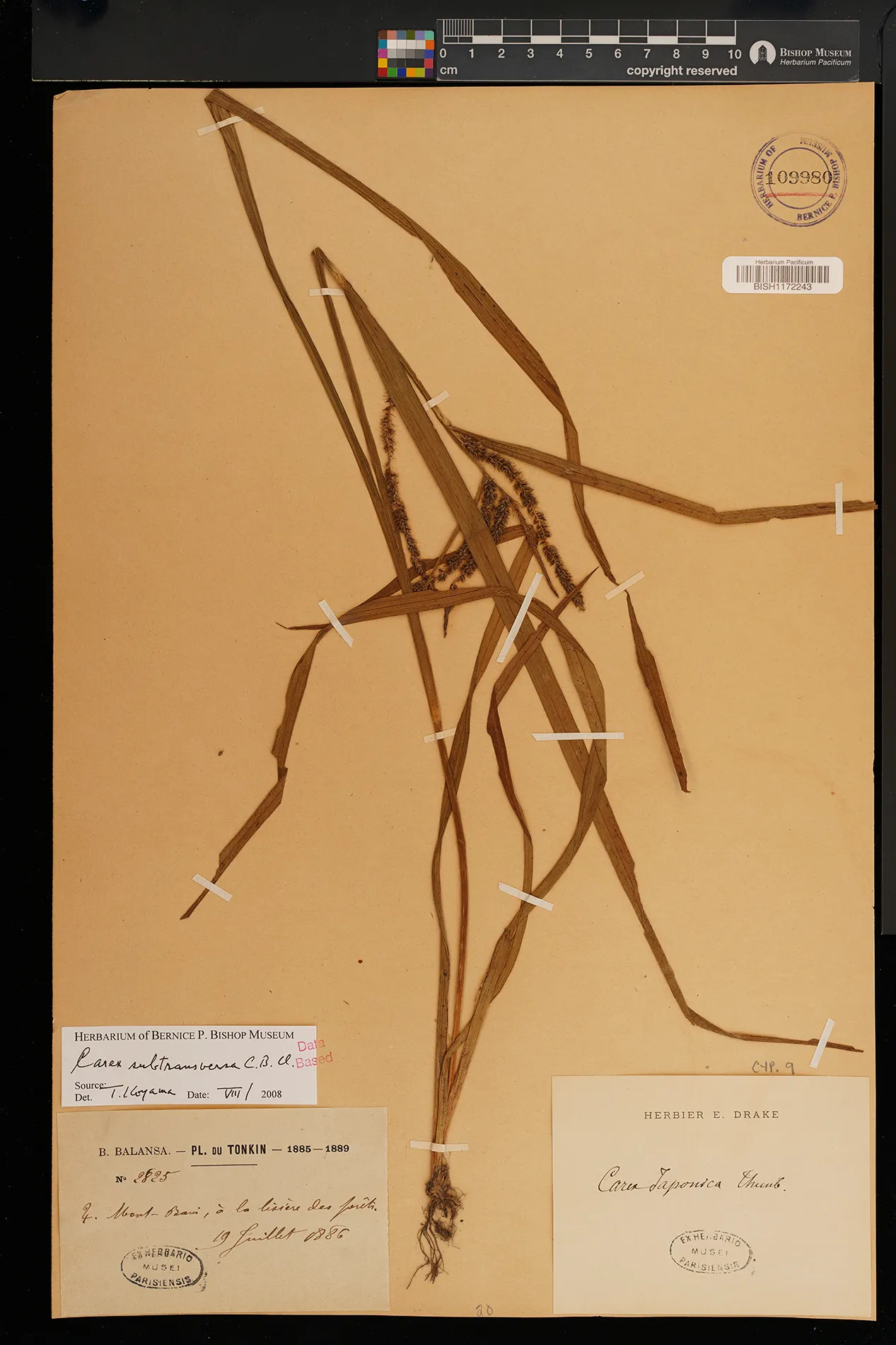 Carex subtransversa (Carex subtransversa)