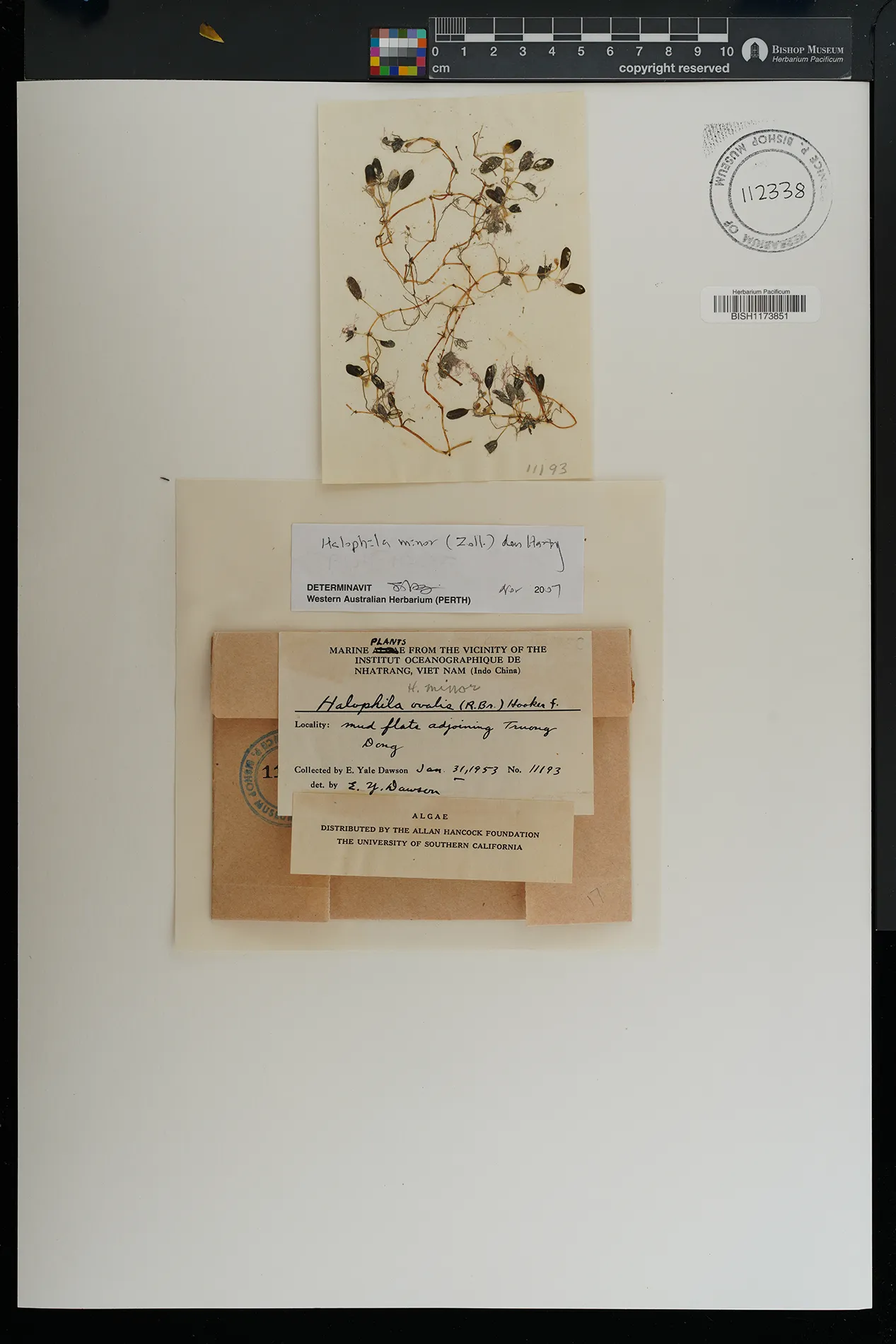 Halophila minor — ảnh 2