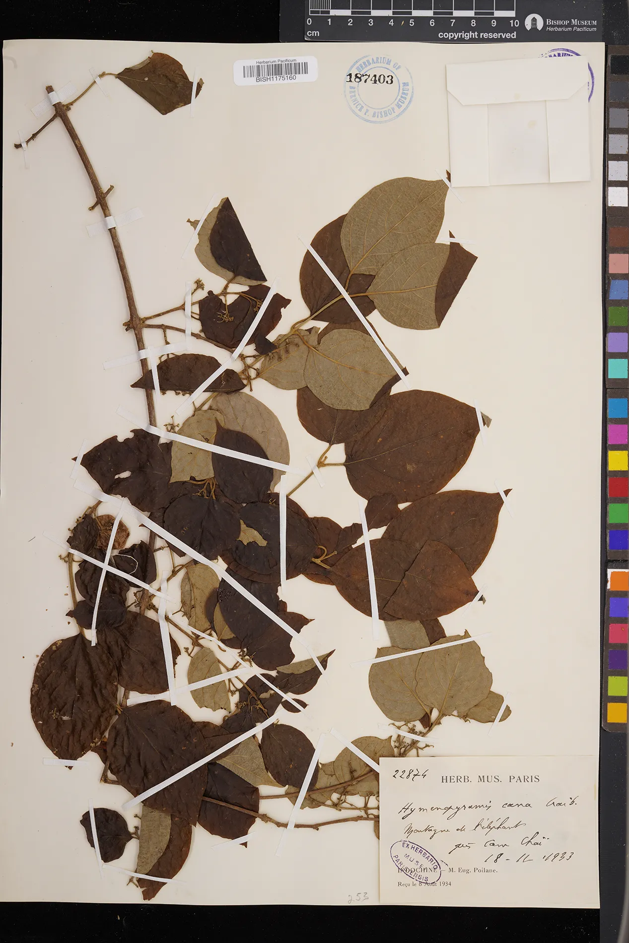 Hymenopyramis cana (Hymenopyramis cana)