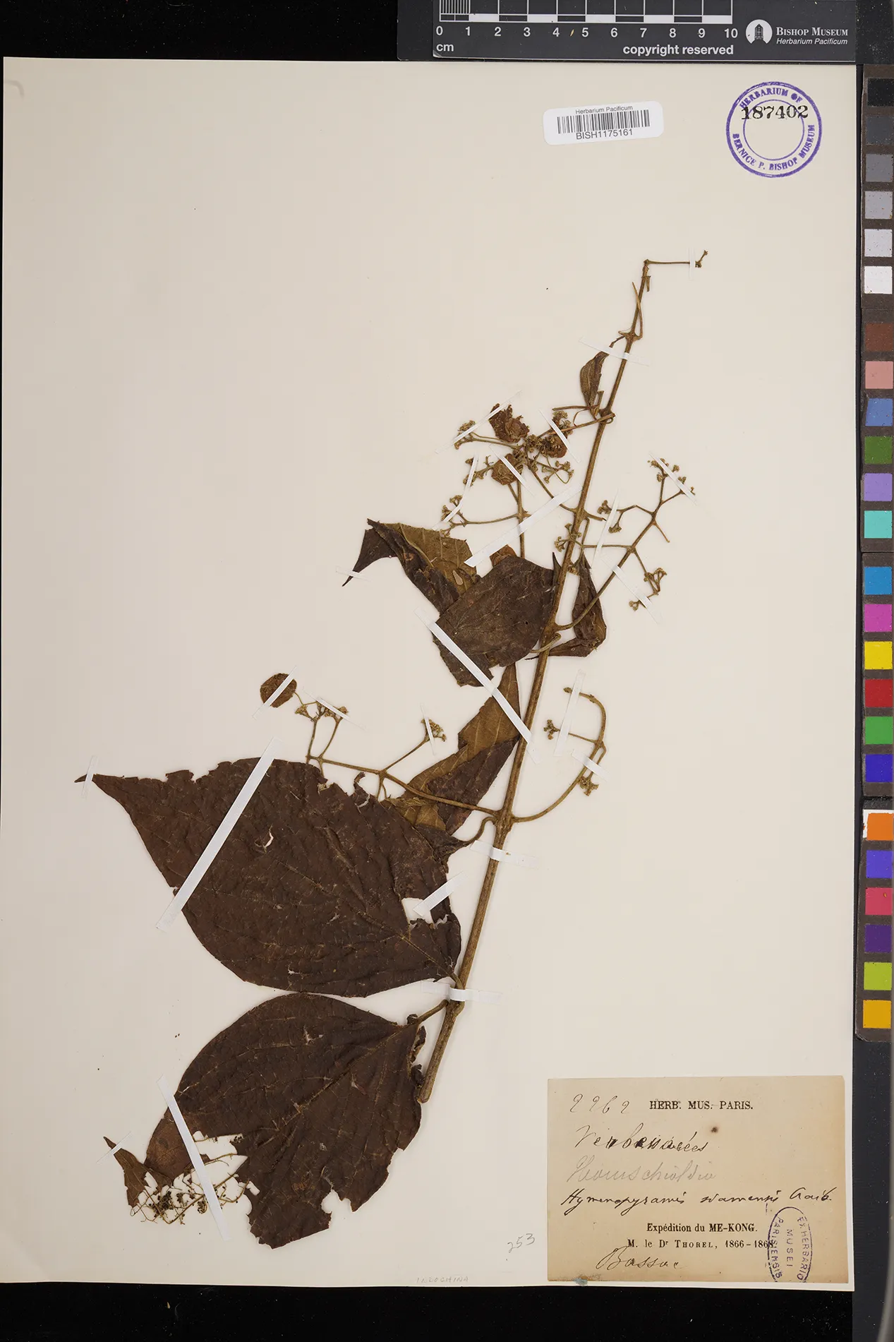Hymenopyramis siamensis (Hymenopyramis siamensis)