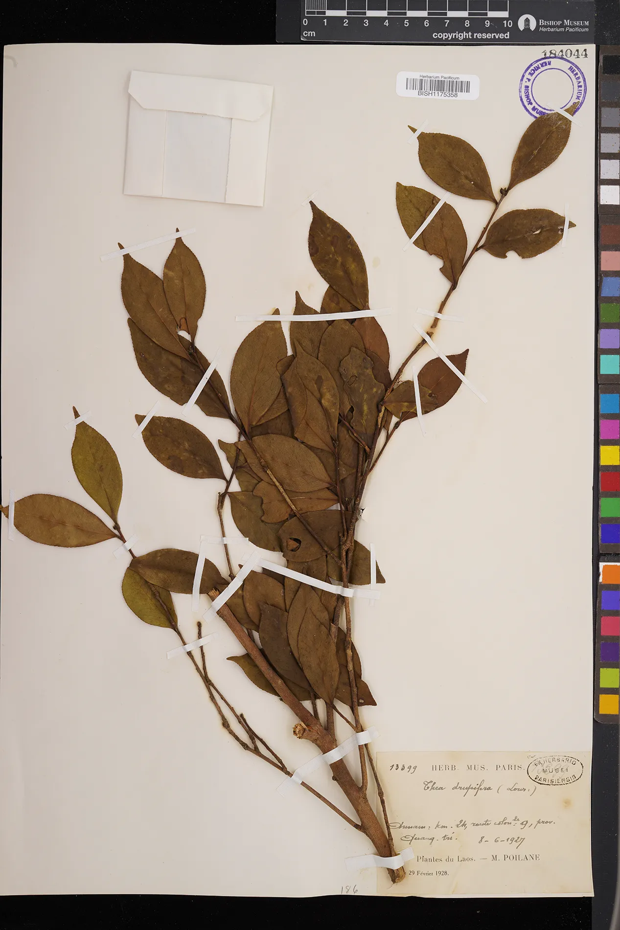 Camellia drupifera — ảnh 2