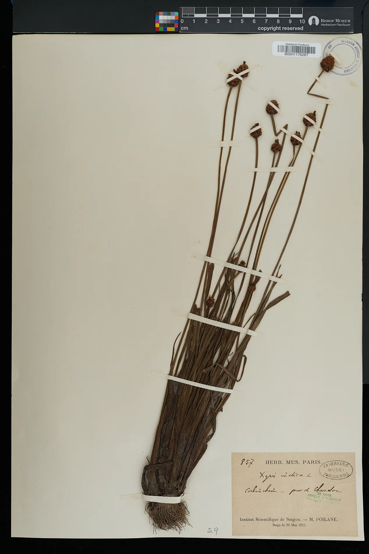 Xyris indica — ảnh 3
