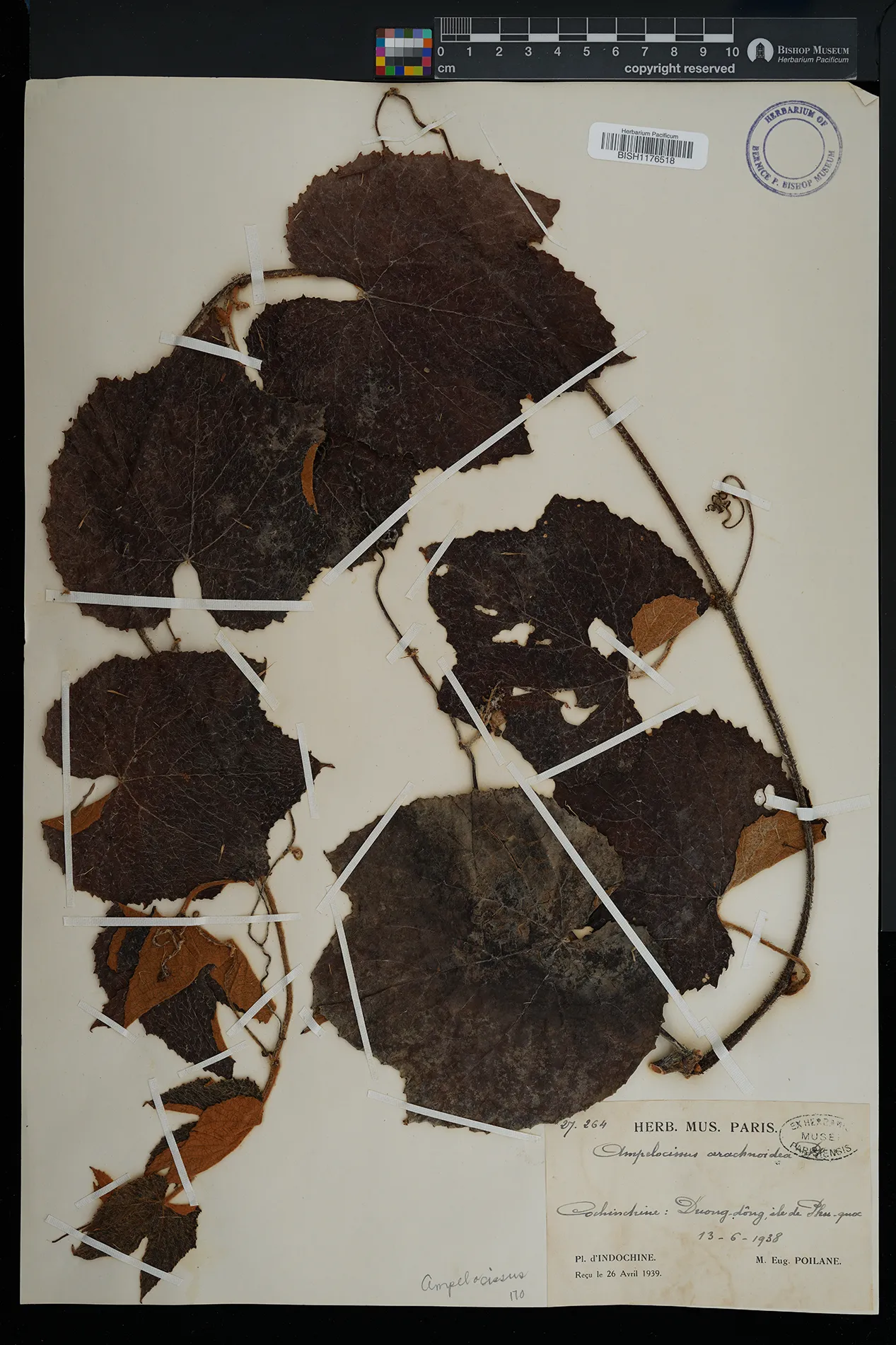 Ampelocissus arachnoidea (Ampelocissus arachnoidea)