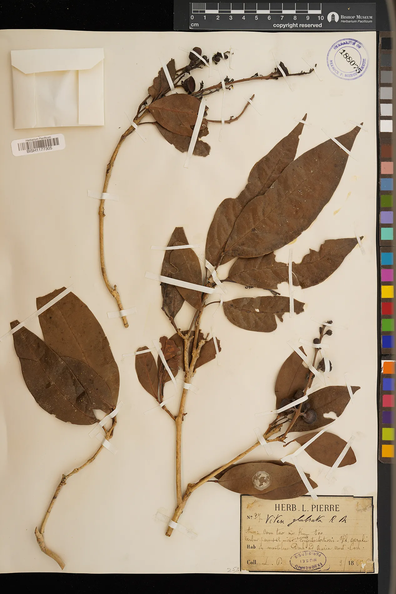 Vitex glabrata (Vitex glabrata)
