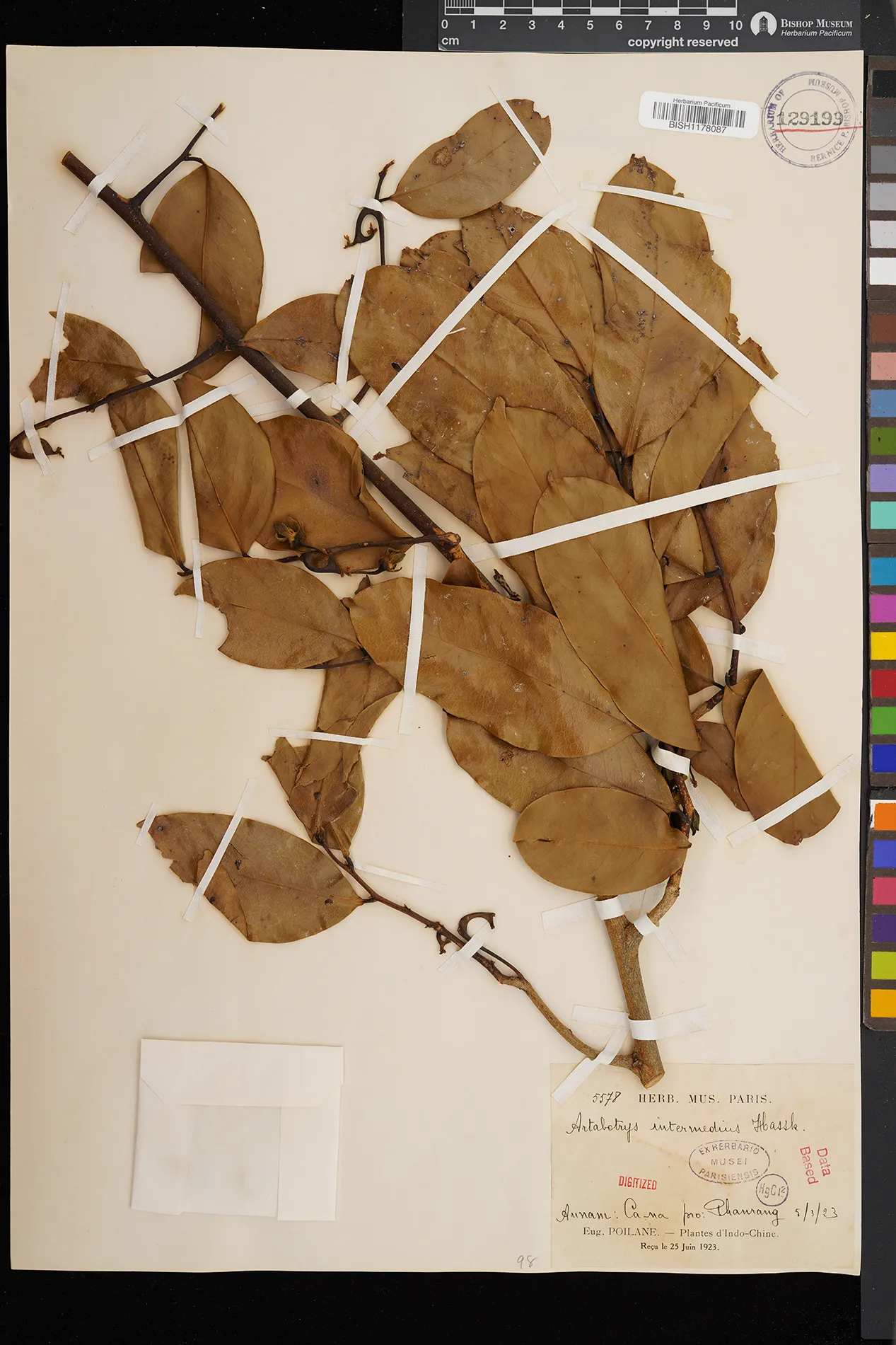 Artabotrys intermedius — ảnh 3
