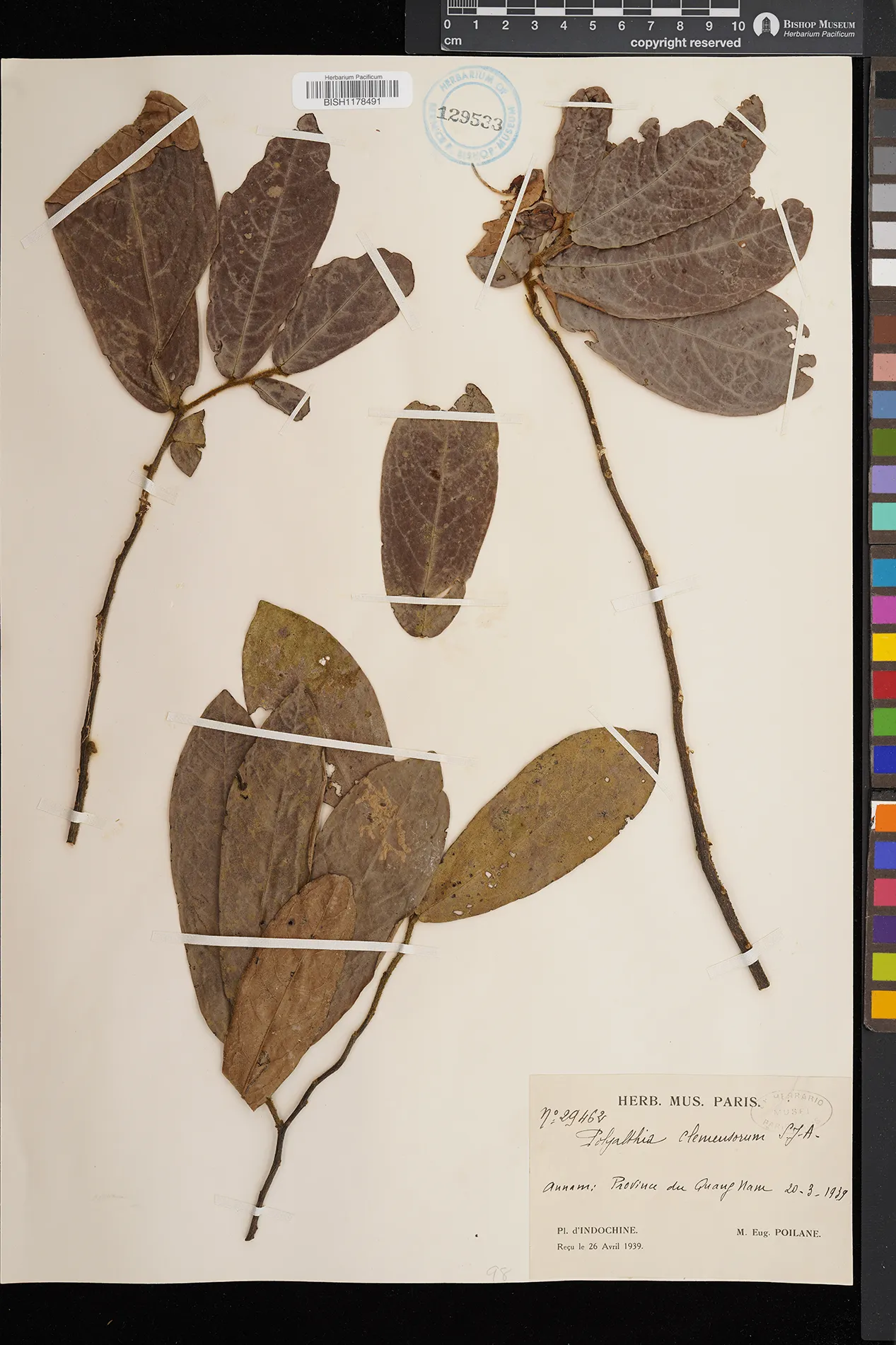 Polyalthia clemensiorum (Polyalthia clemensiorum)