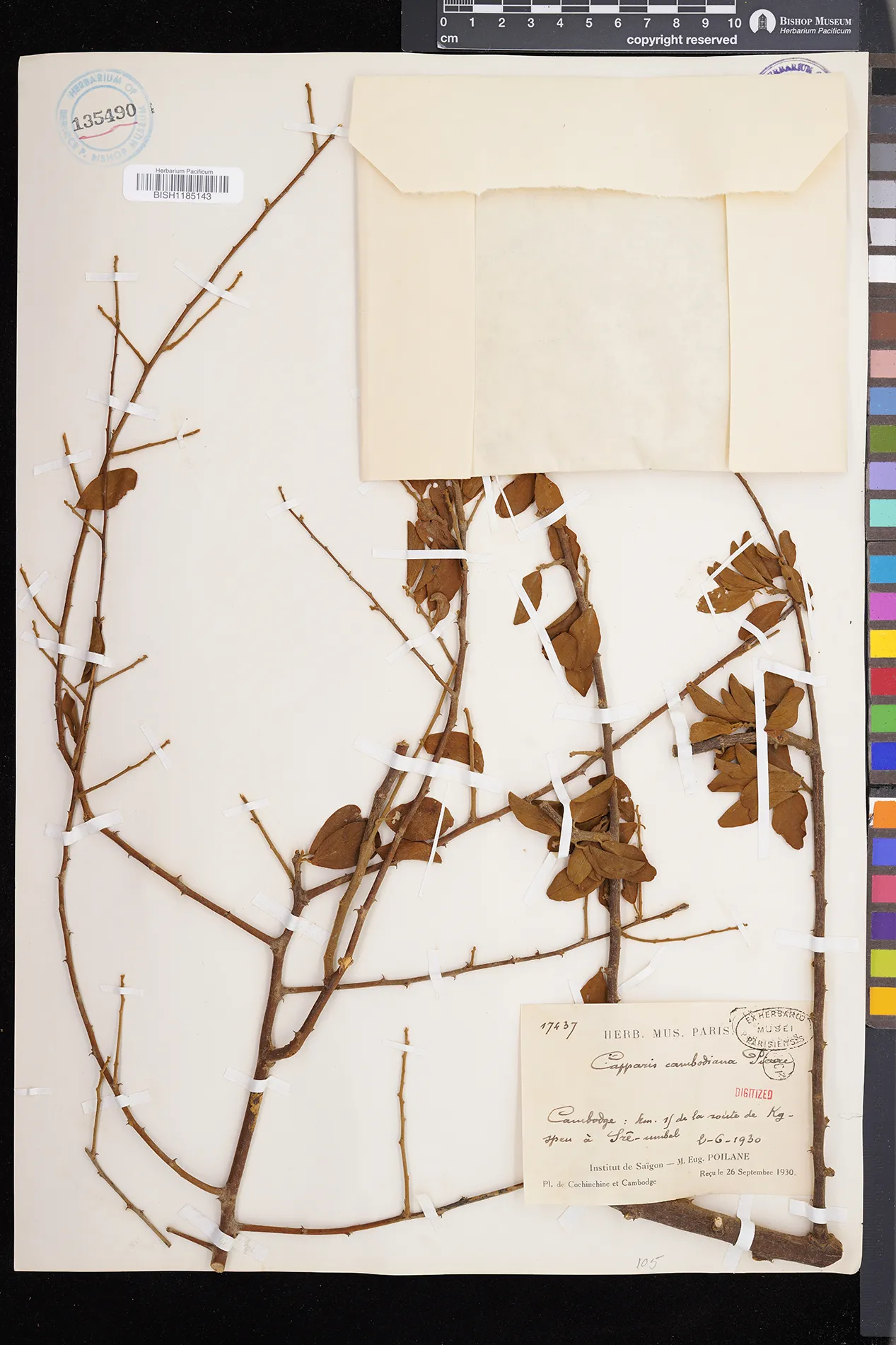 Capparis flavicans — ảnh 2